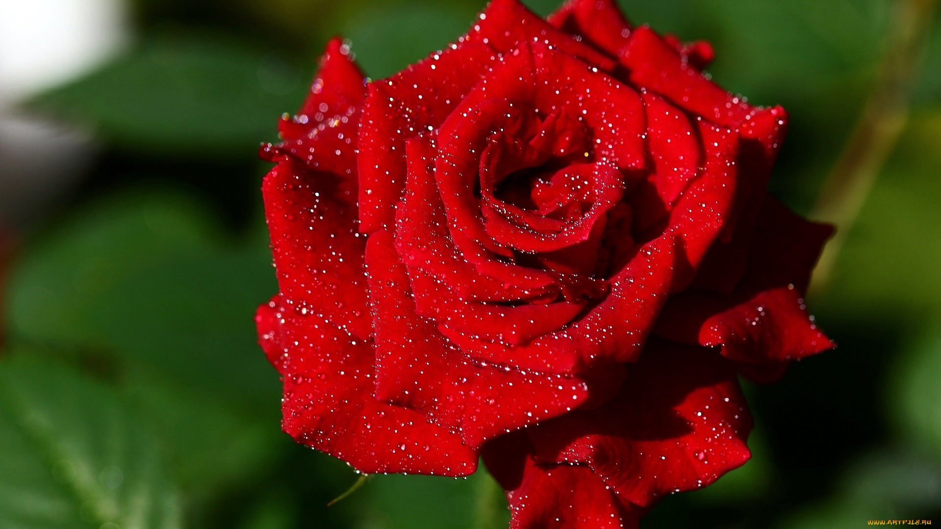 цветы, розы, макро, капли, алый