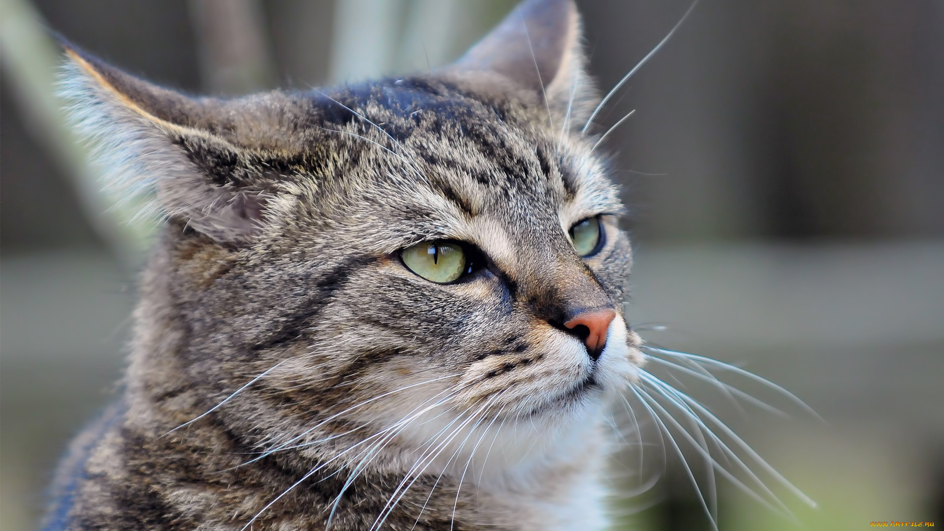 кот, животные, коты