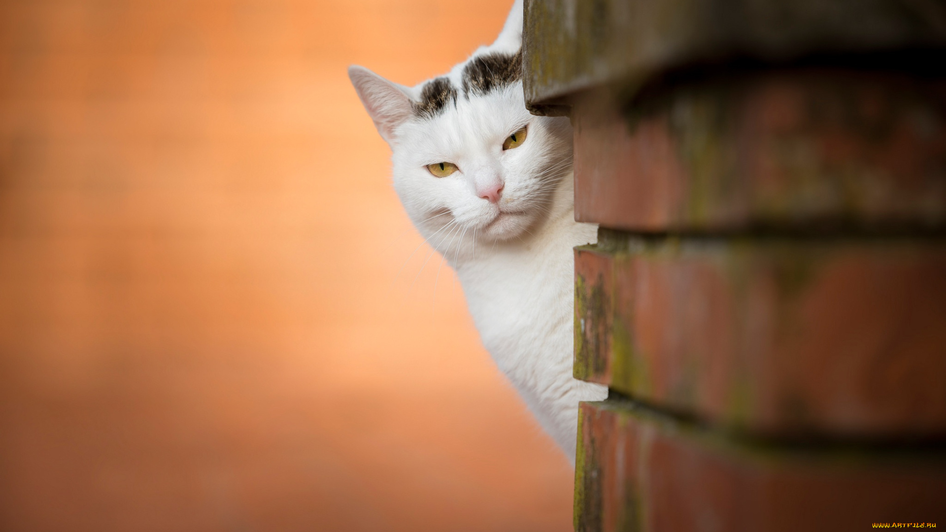 кот, животные, коты