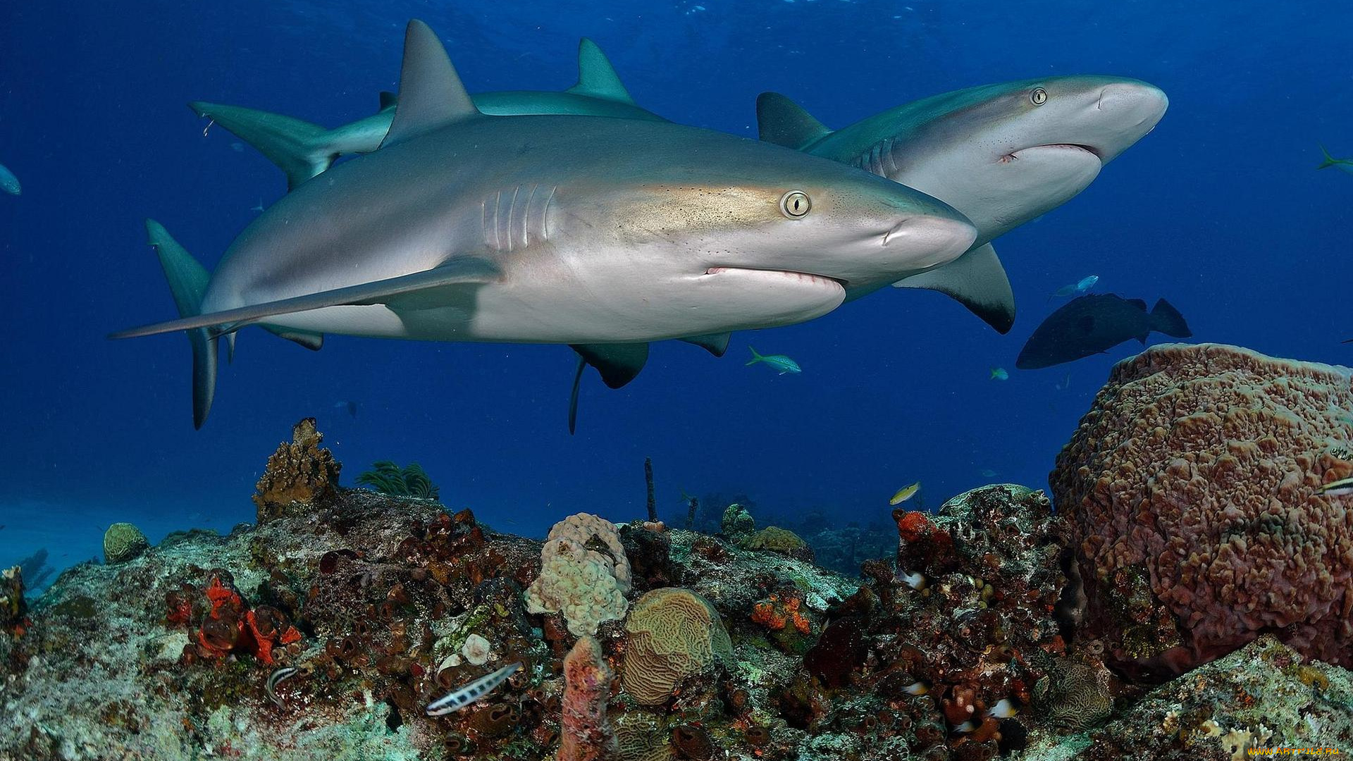 животные, акулы, акула, вода, море