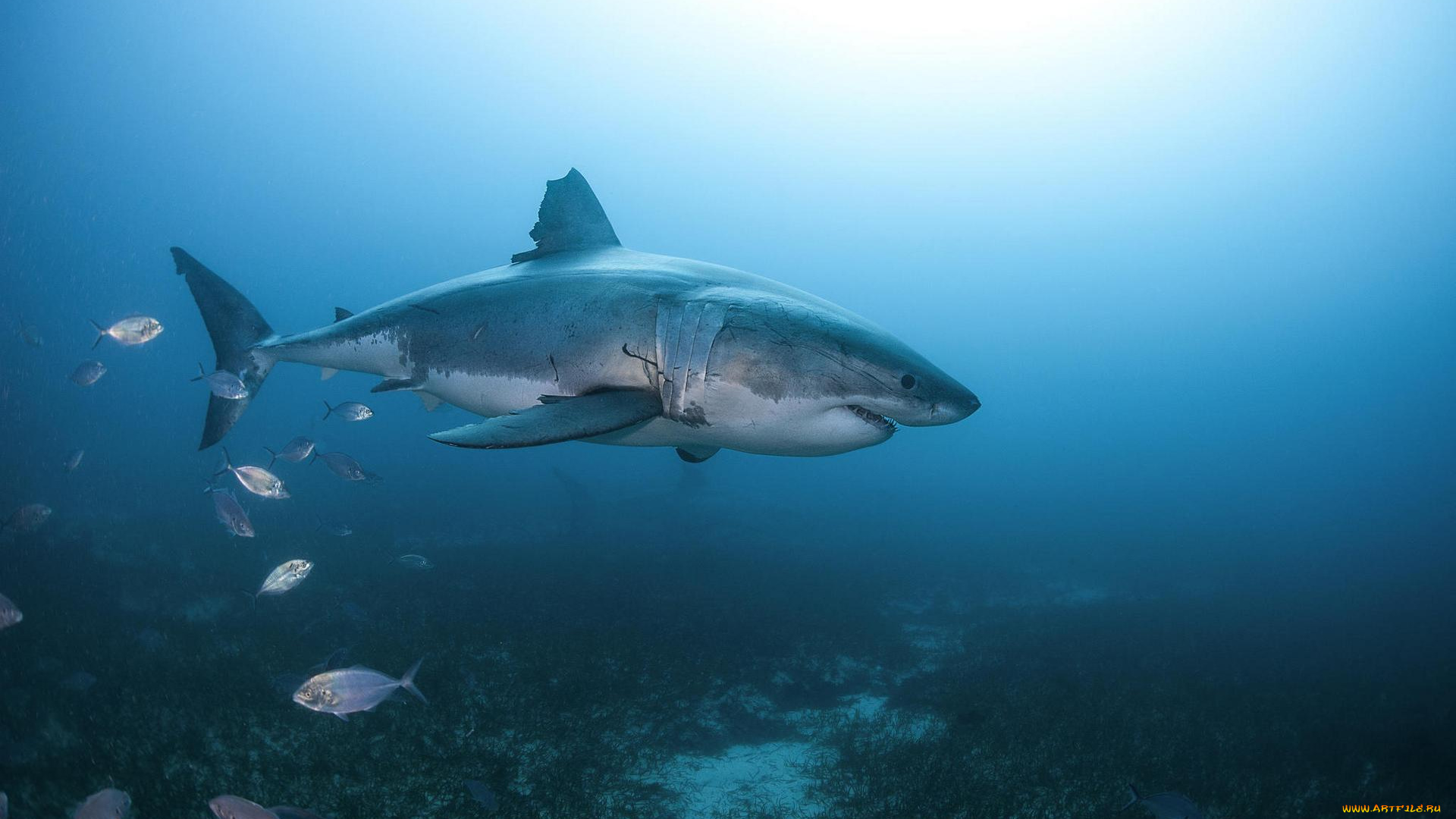 животные, акулы, вода, акула, море