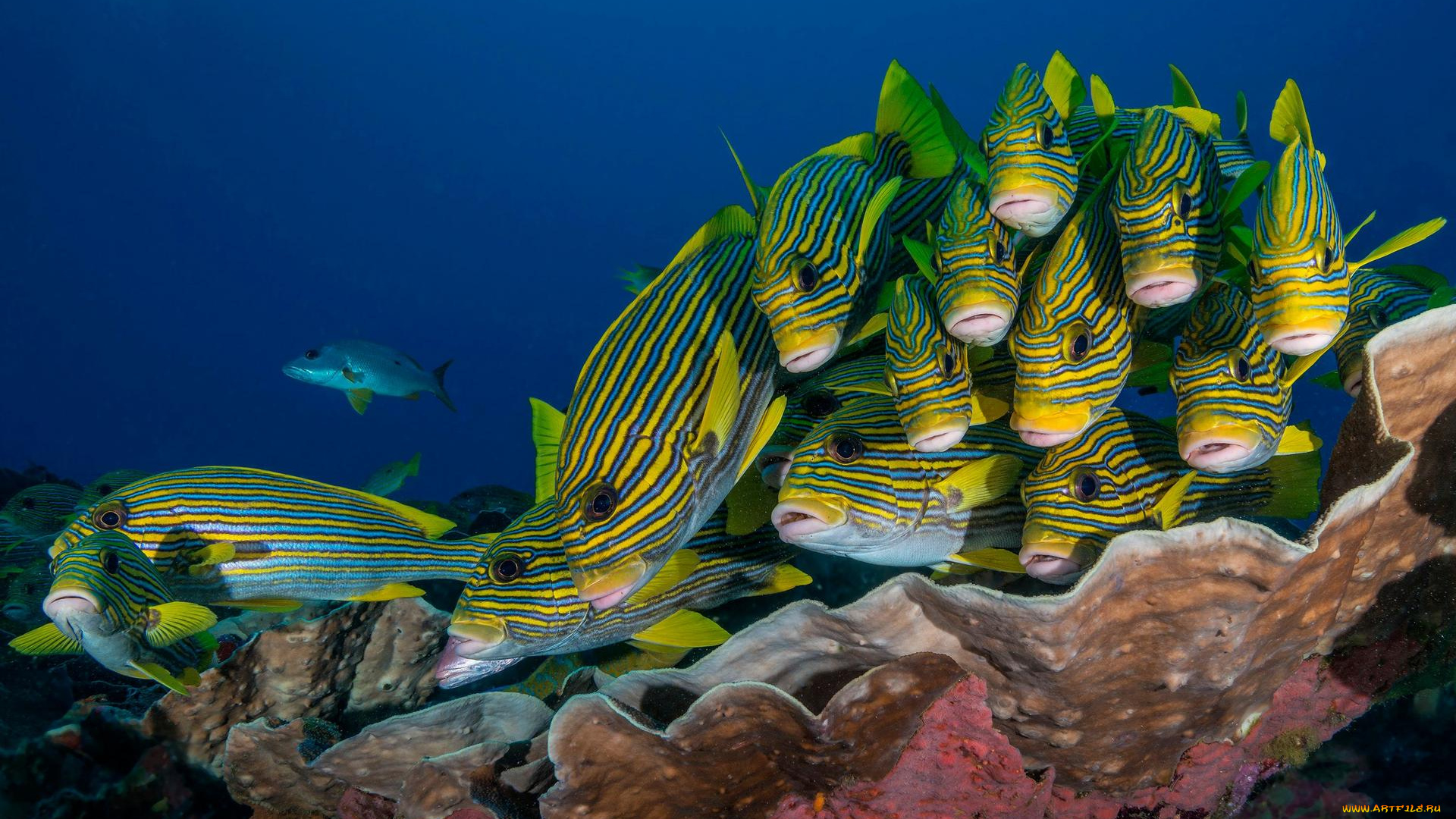 животные, рыбы, рыба