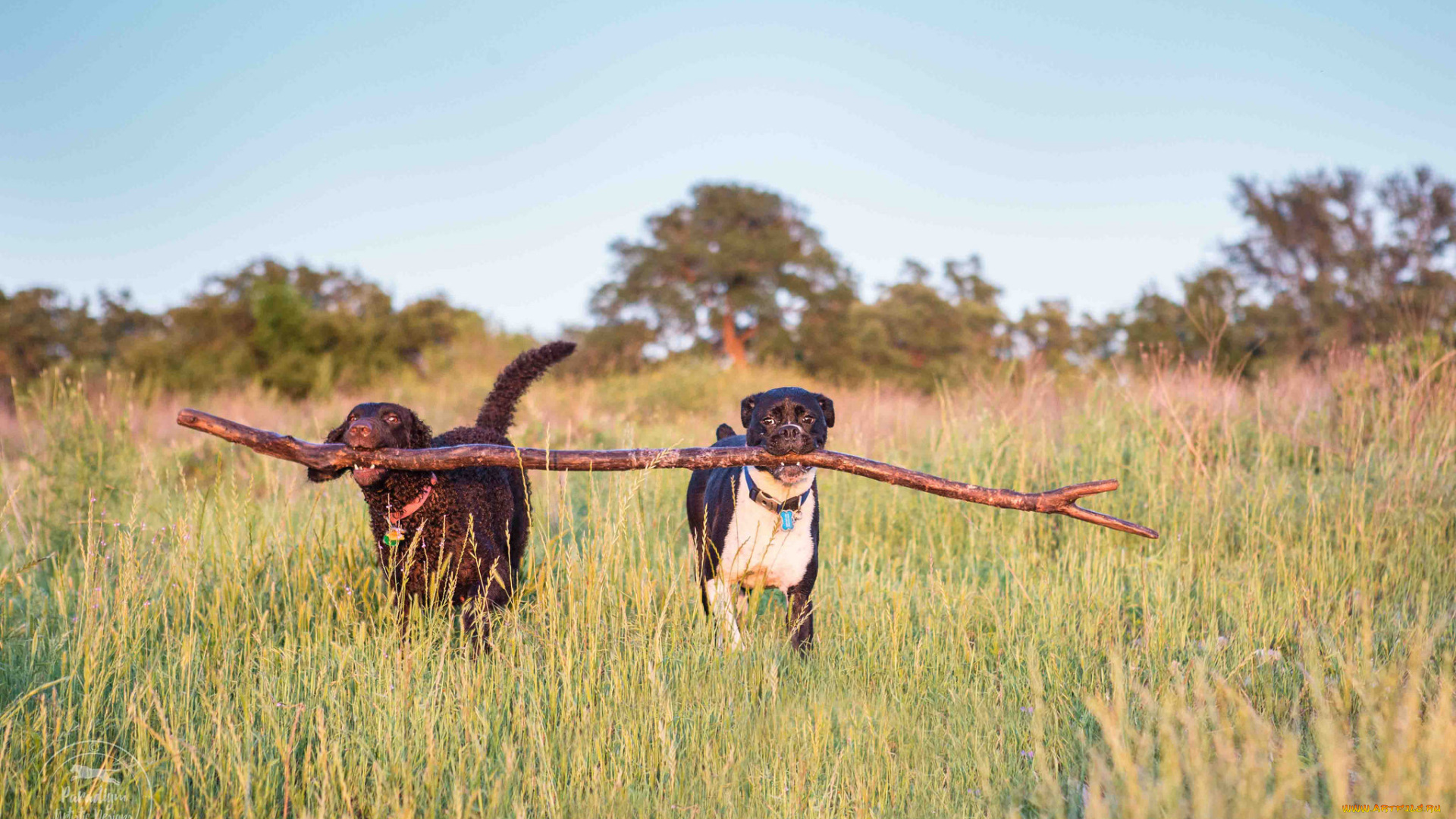 животные, собаки, взгляд, собака