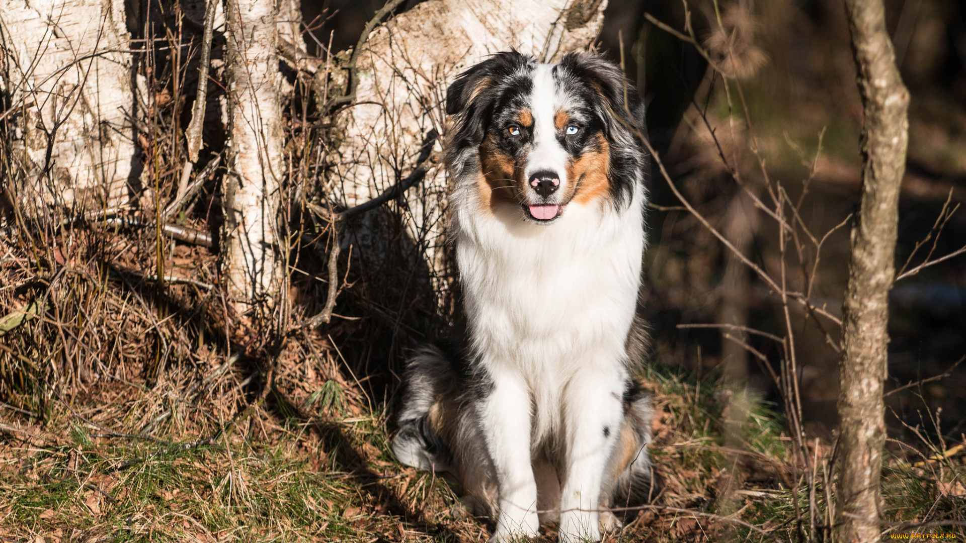 животные, собаки, взгляд, собака, друг