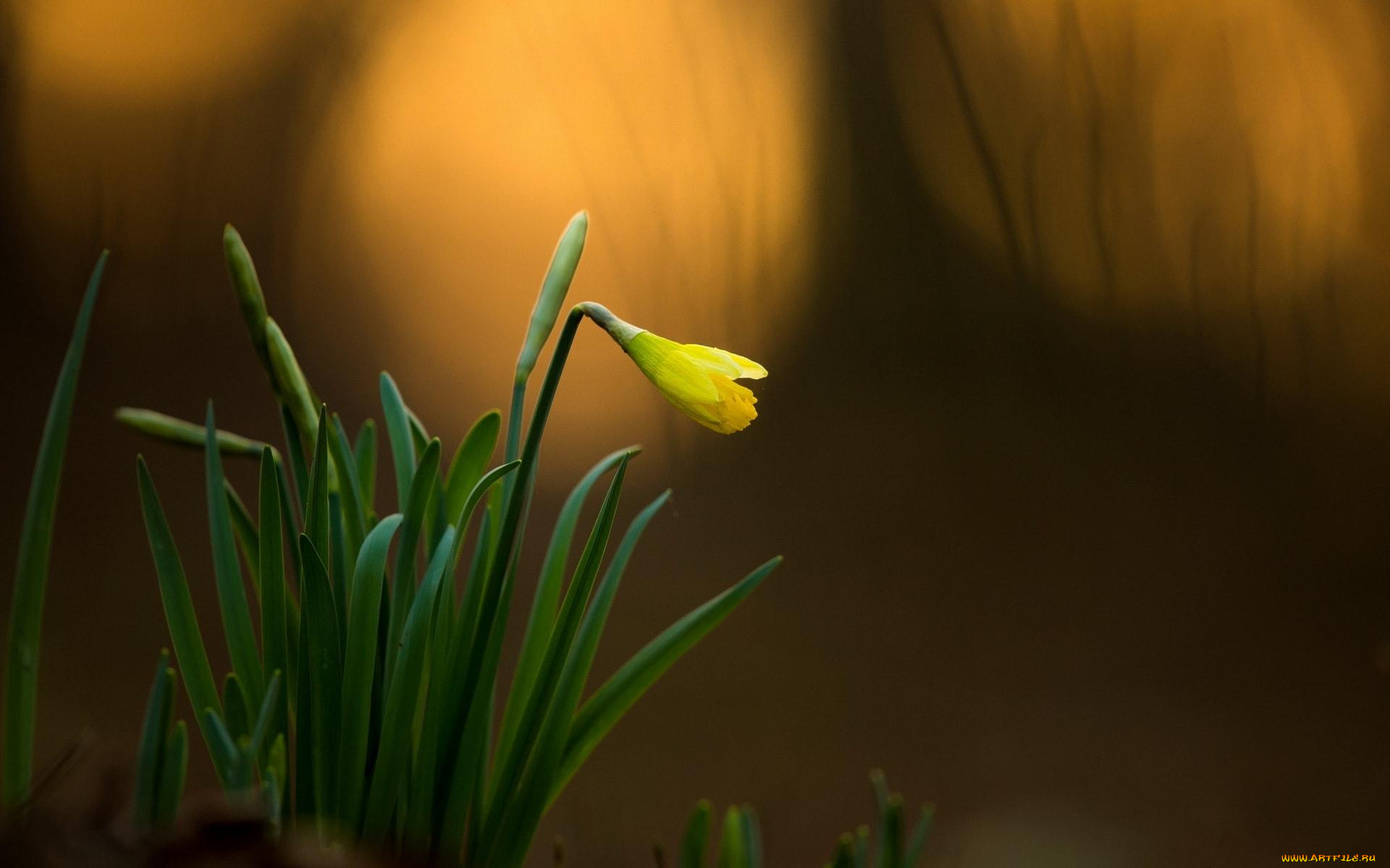цветы, подснежники, , белоцветники, , пролески, листья, желтый, подснежник, бутон