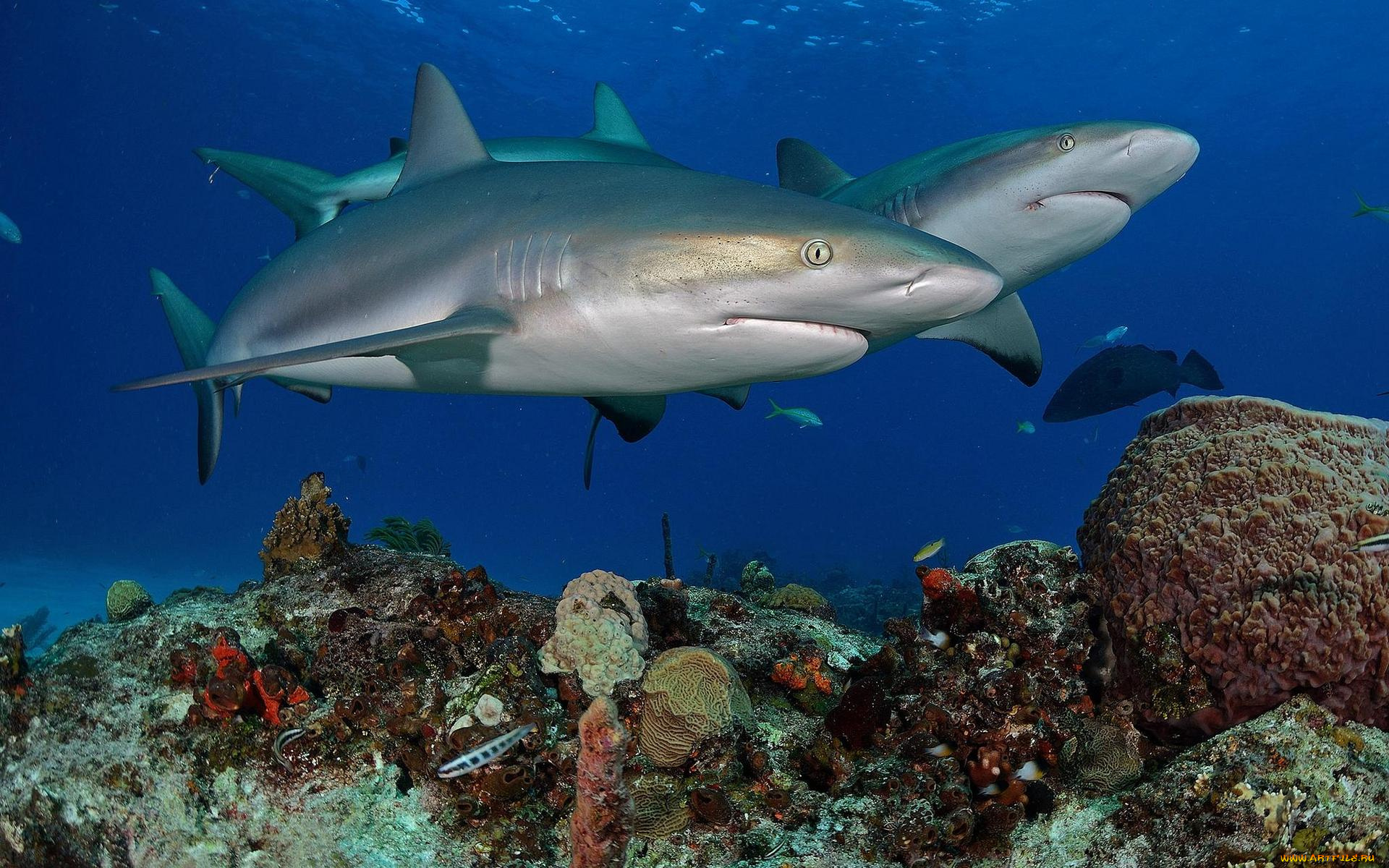 животные, акулы, акула, вода, море