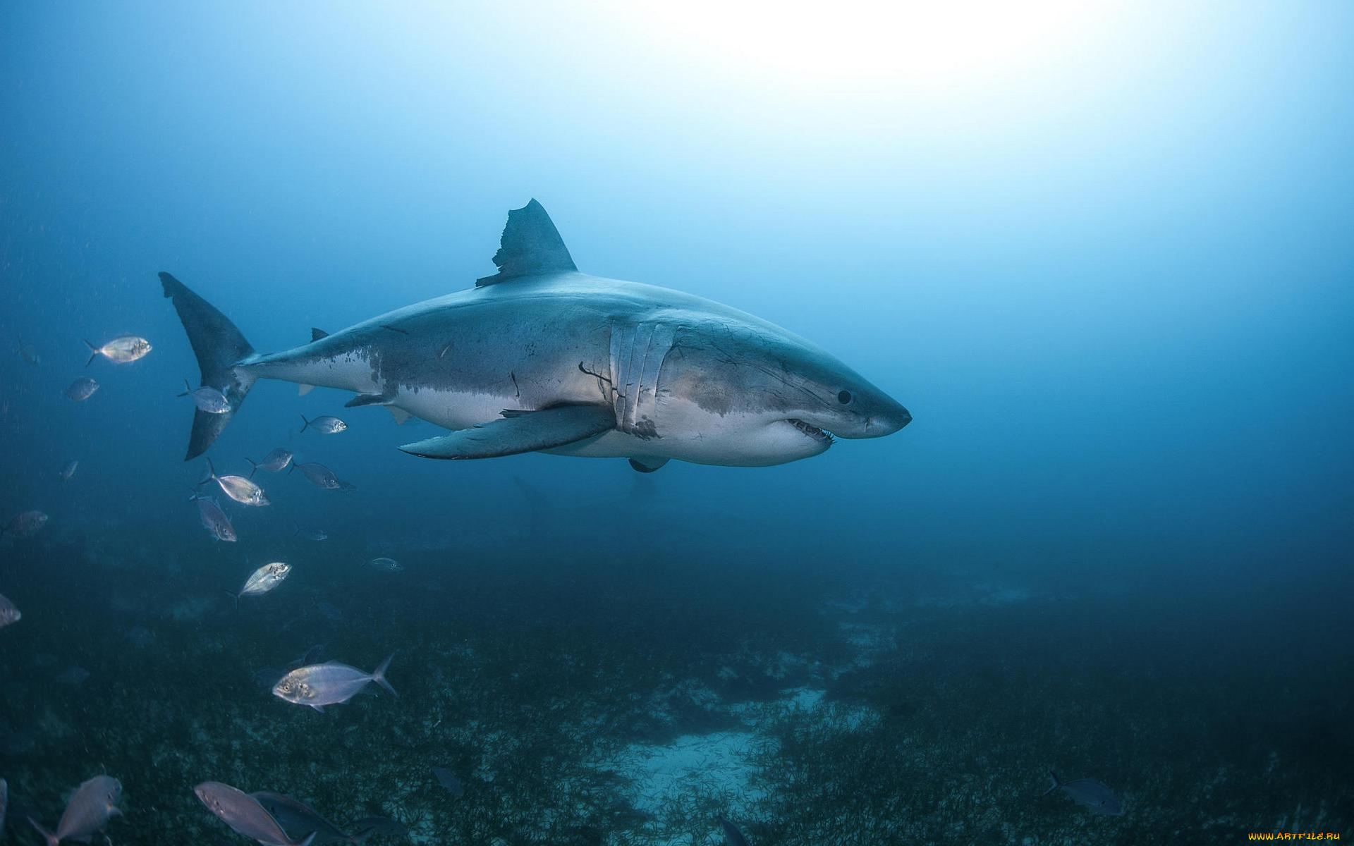 животные, акулы, вода, акула, море