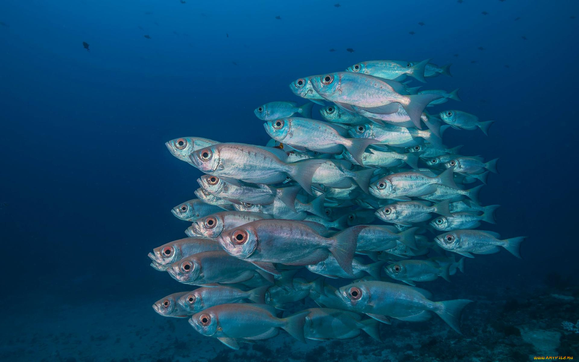 животные, рыбы, рыба