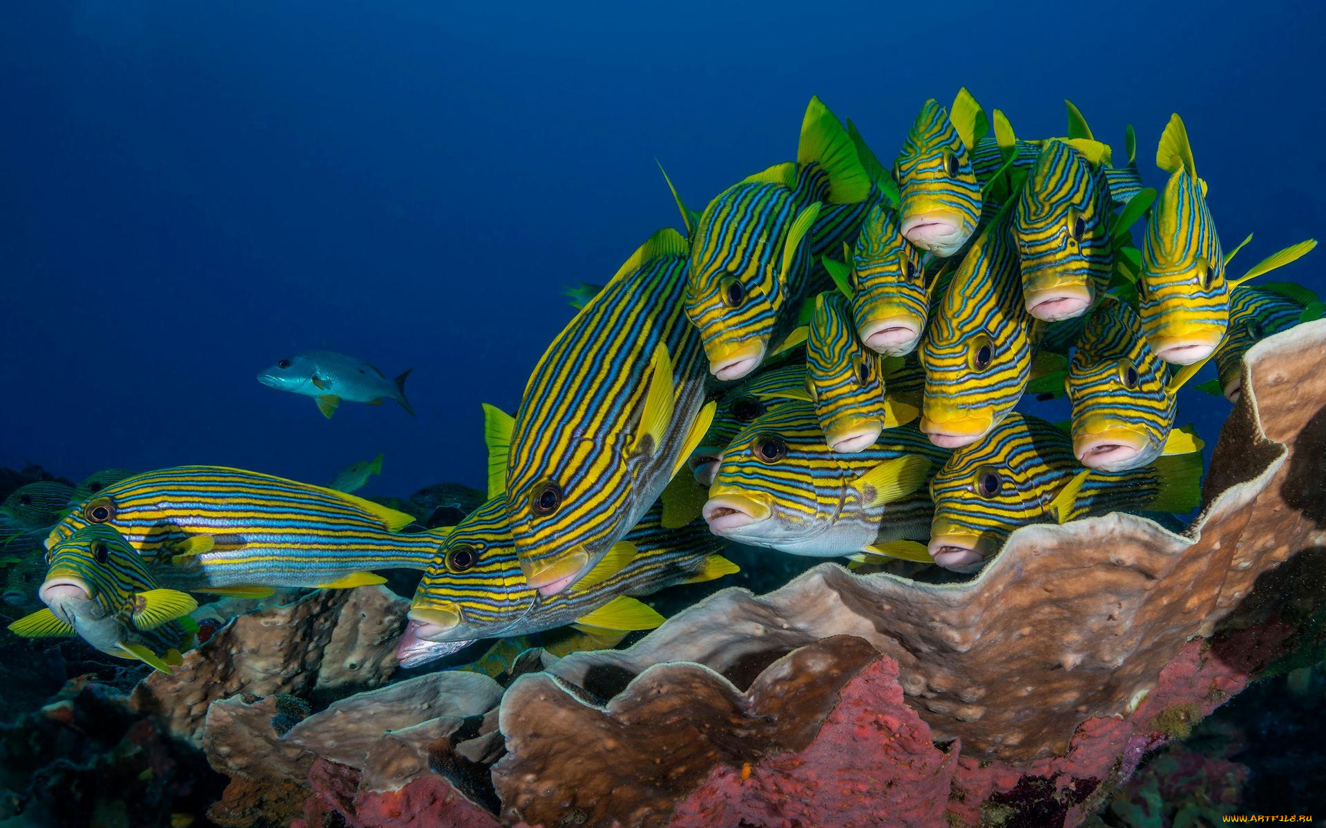 животные, рыбы, рыба