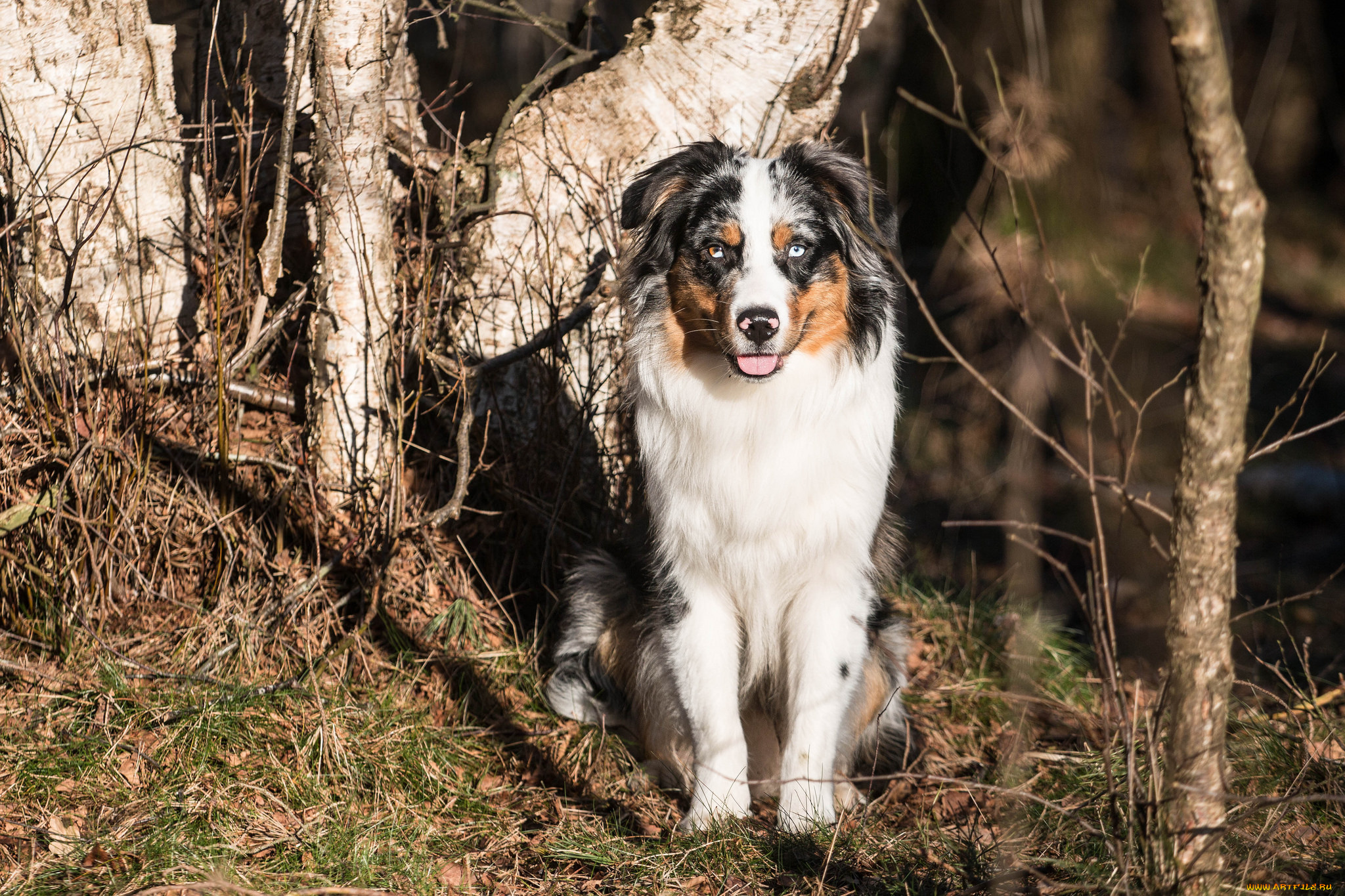 животные, собаки, взгляд, собака, друг