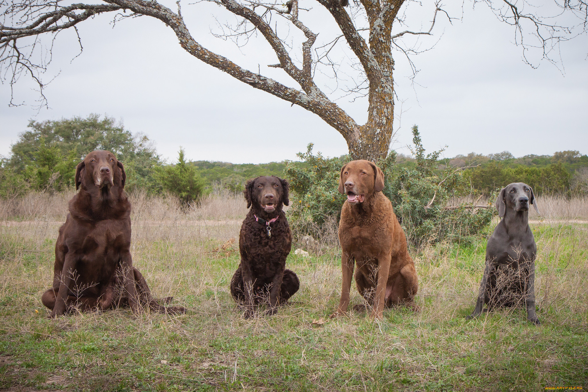 животные, собаки, взгляд, собака
