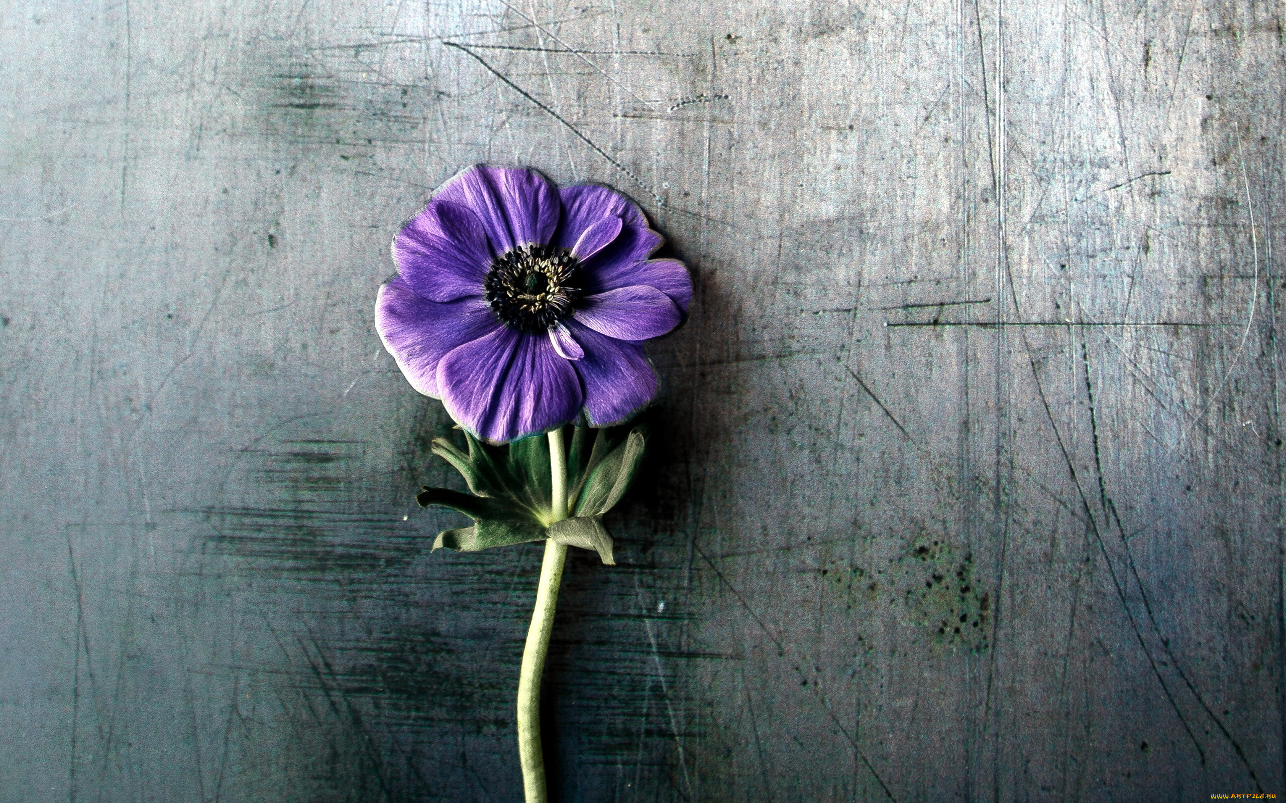 цветы, анемоны, , сон-трава, лиловый