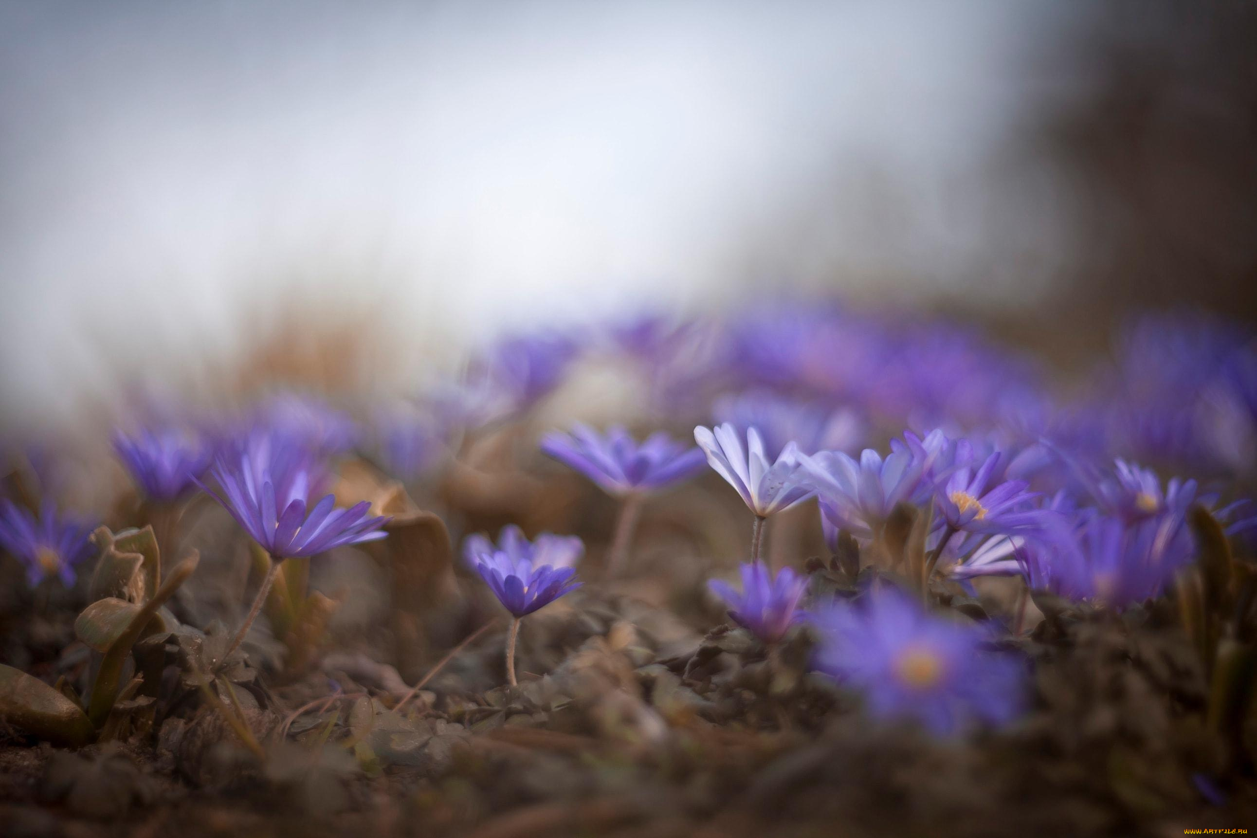 цветы, поляна, сиреневые, весна