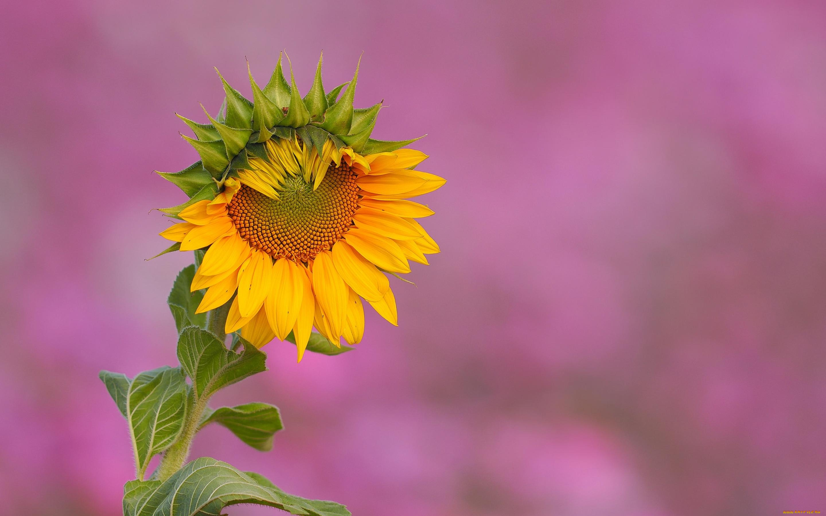 цветы, подсолнухи, подсолнух