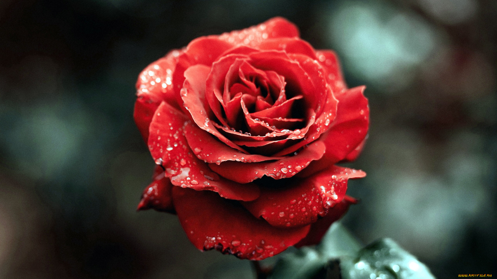 цветы, розы, капли, макро