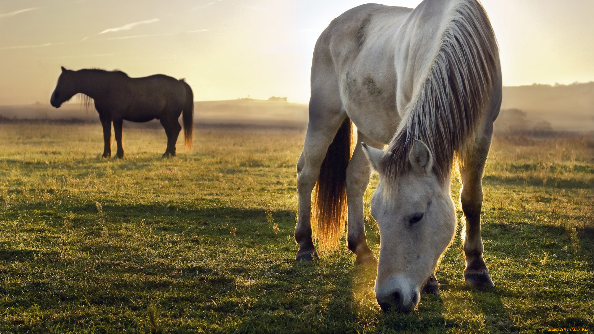 животные, лошади, луг