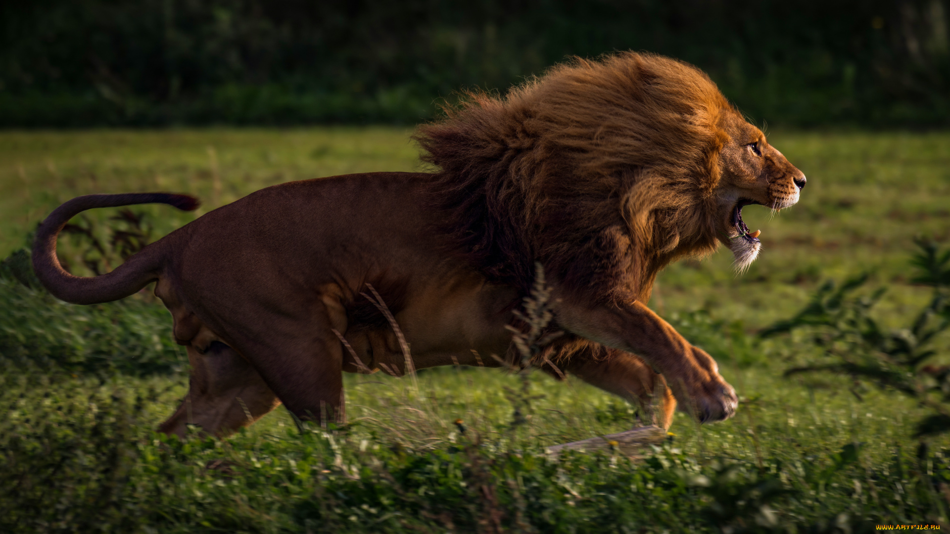 животные, львы, лев, хищник, самец, кошачьи, млекопитающие, грива, африка, савана