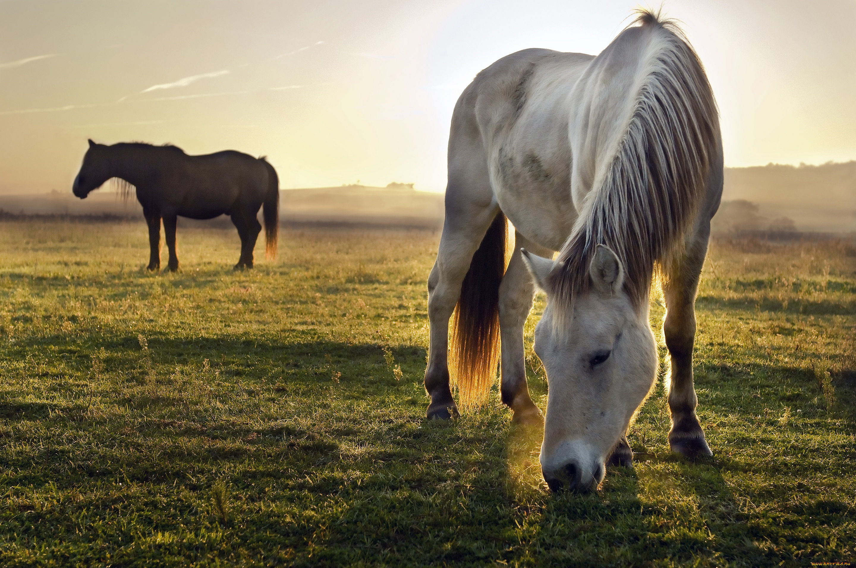 животные, лошади, луг