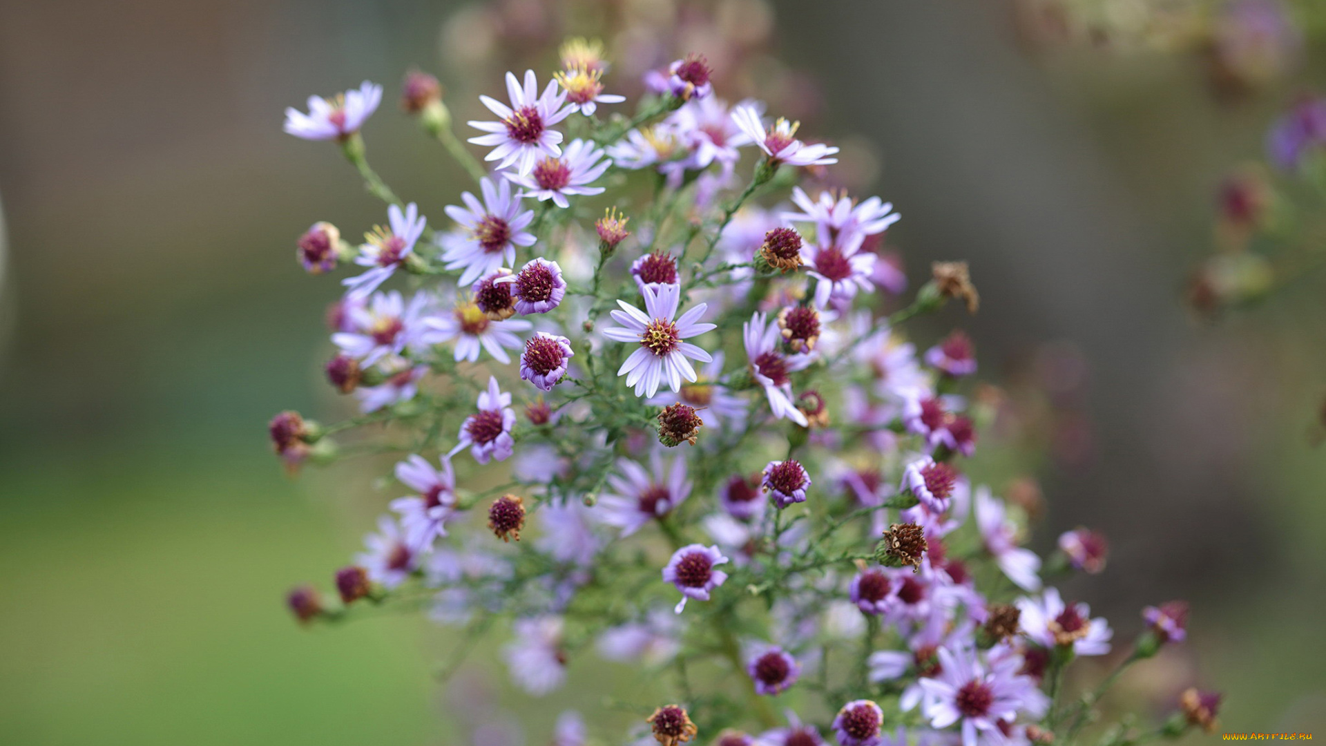цветы, астры, осенние