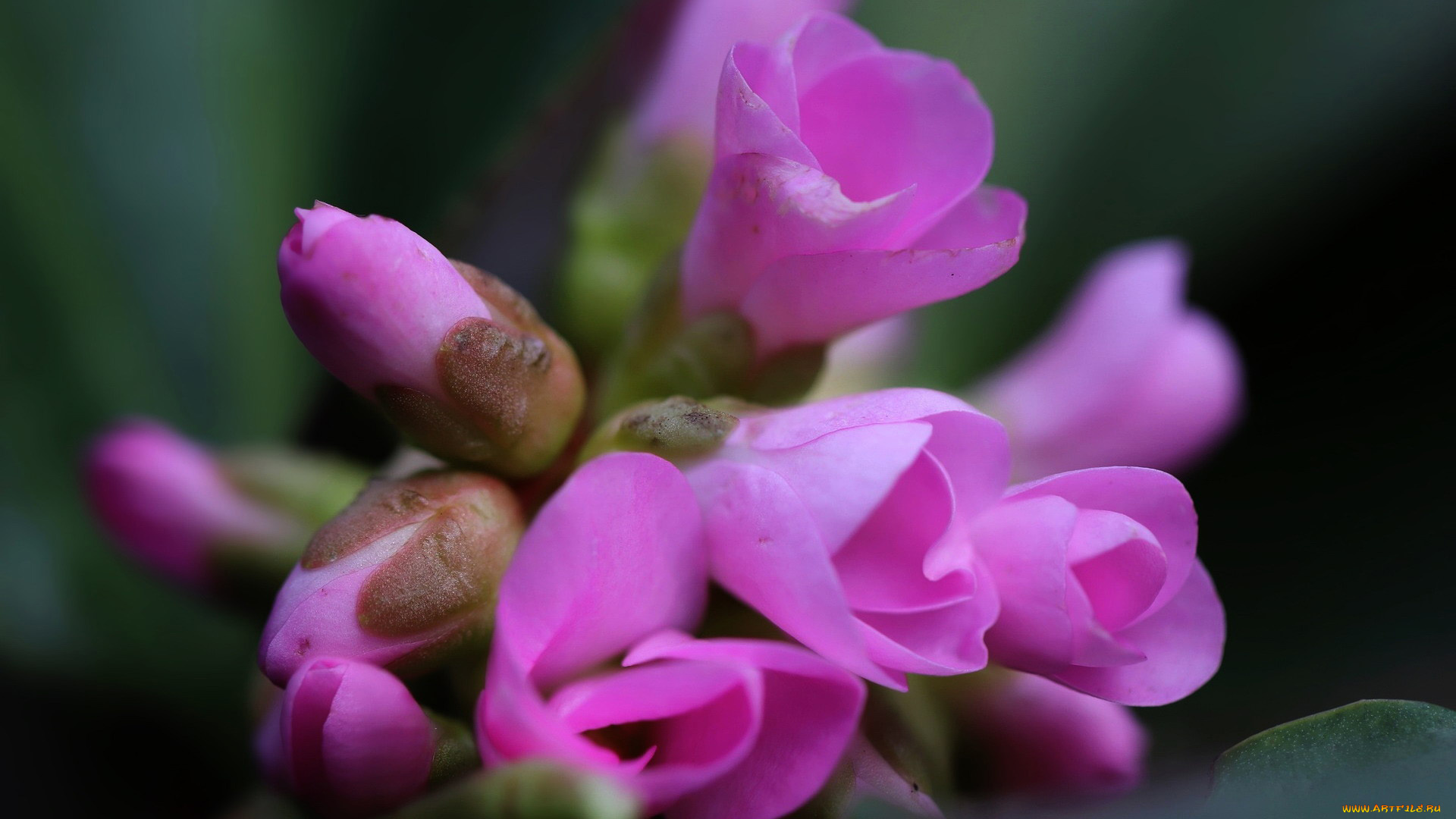 цветы, бадан, розовые, бутоны