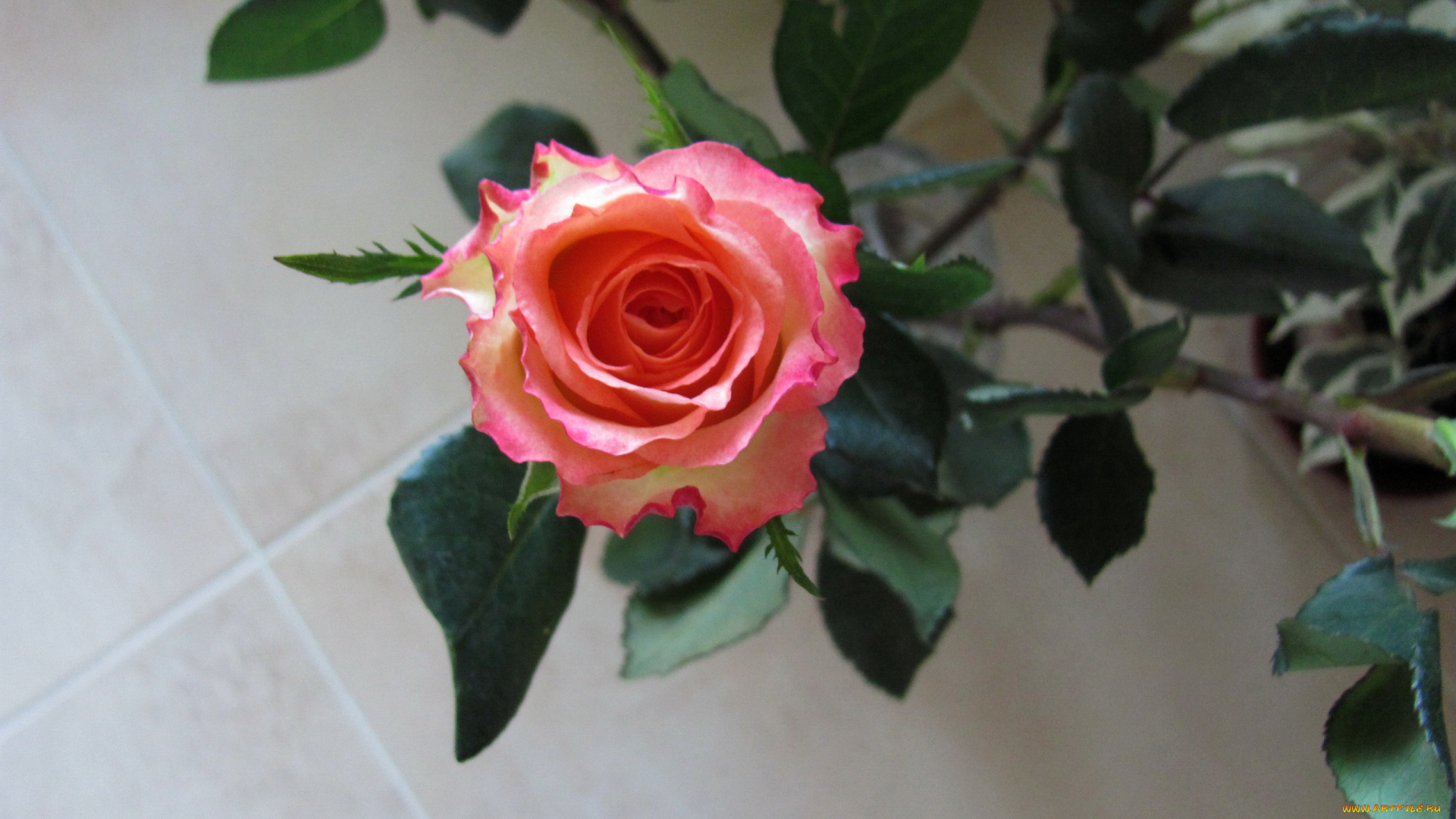 цветы, розы, бутон