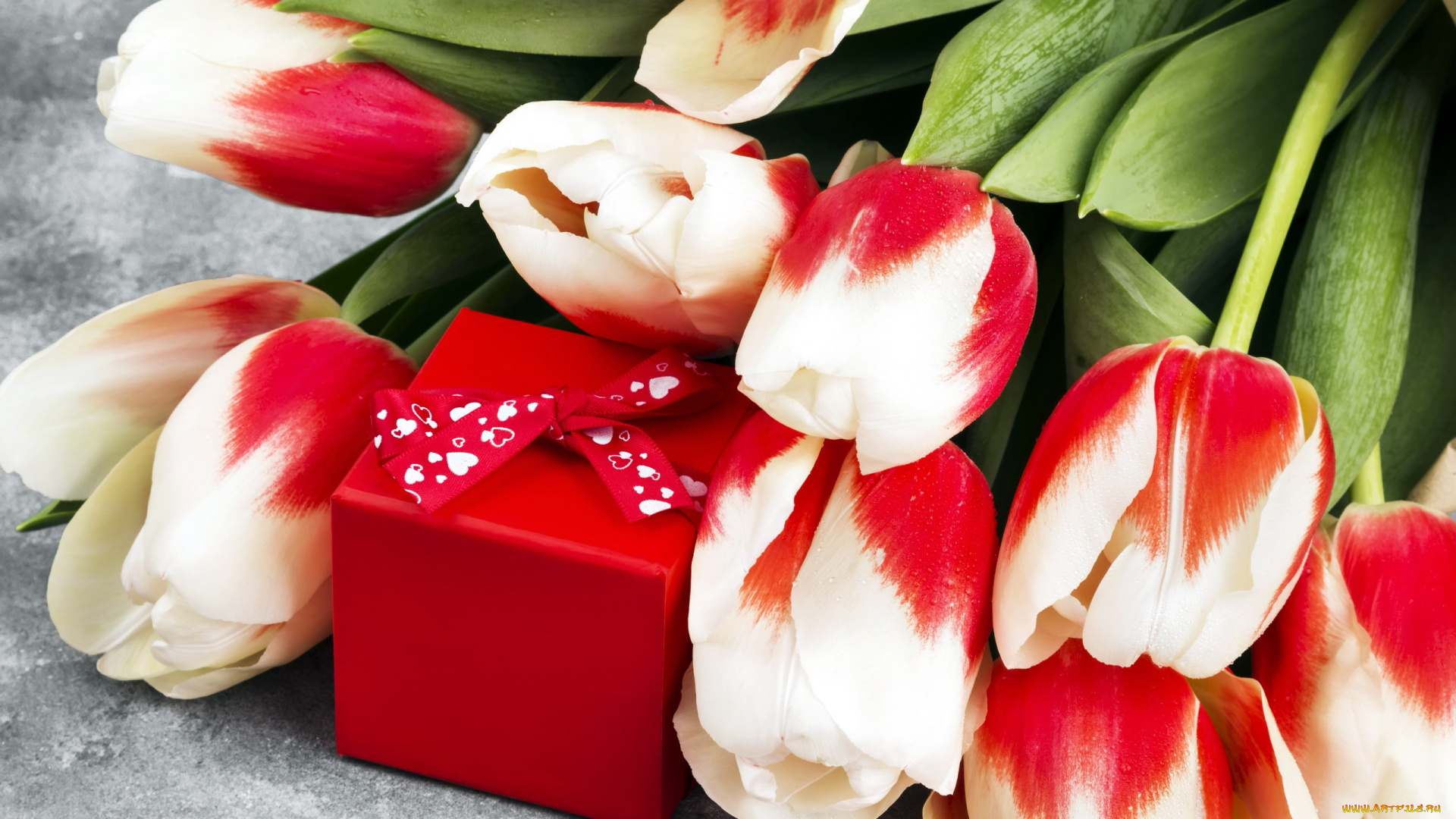 цветы, тюльпаны, двухцветные