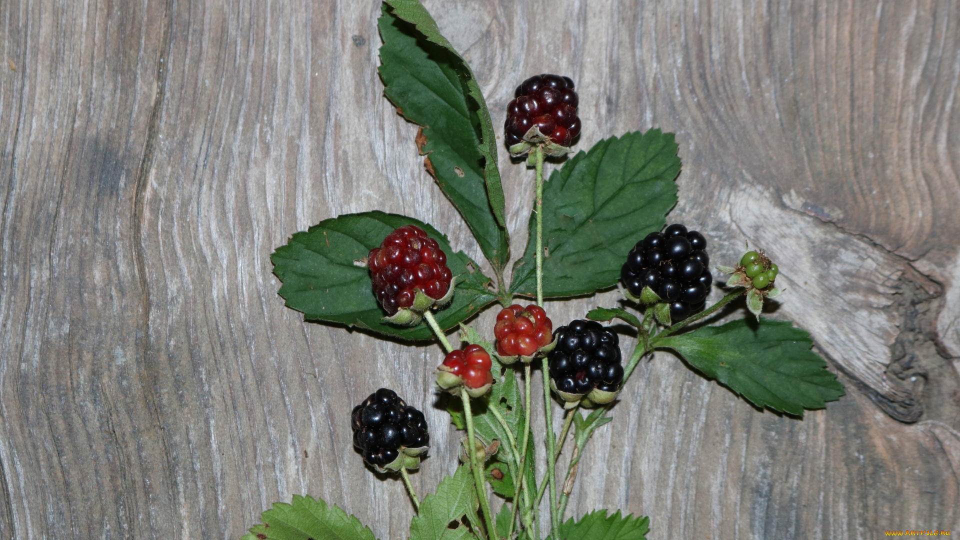 еда, ежевика, ветка, ягоды