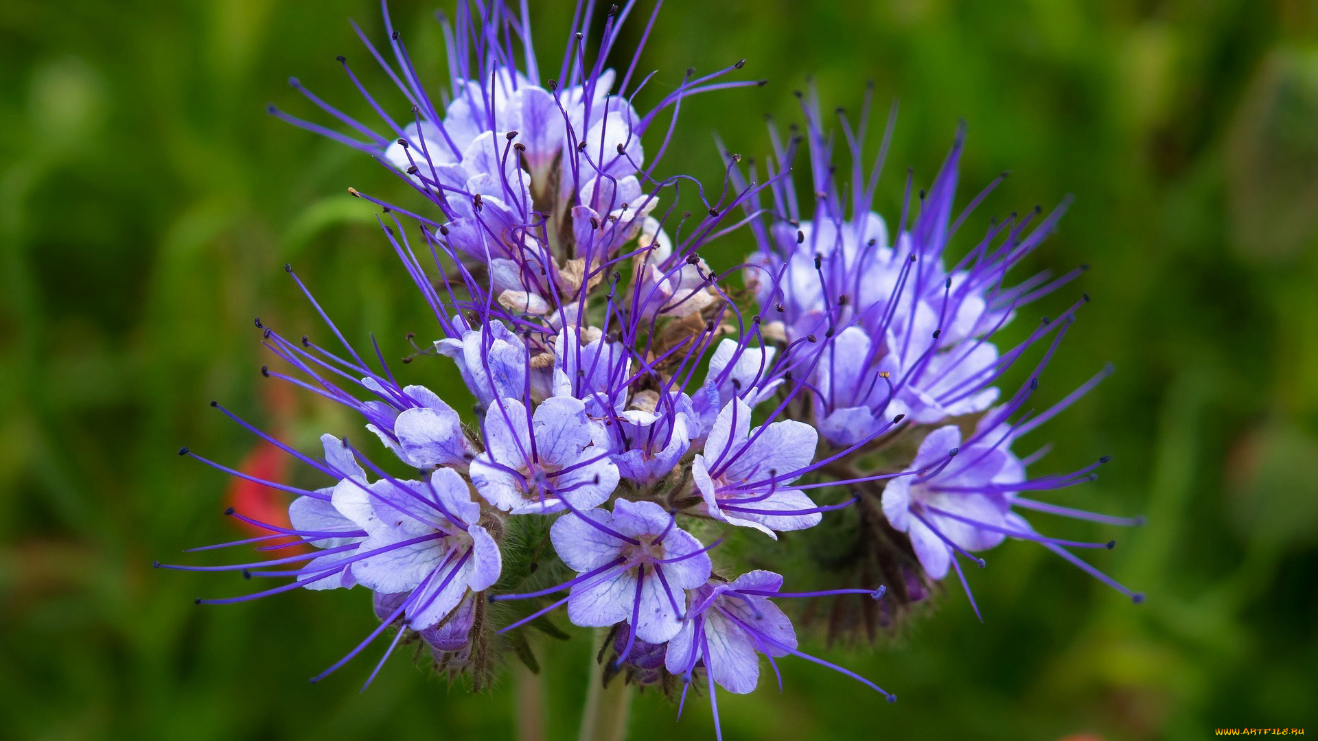 фацелия, цветы