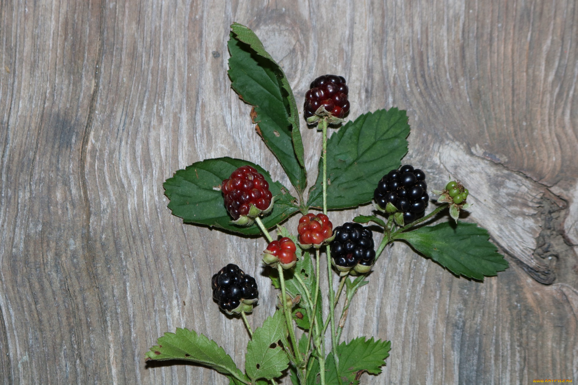 еда, ежевика, ветка, ягоды