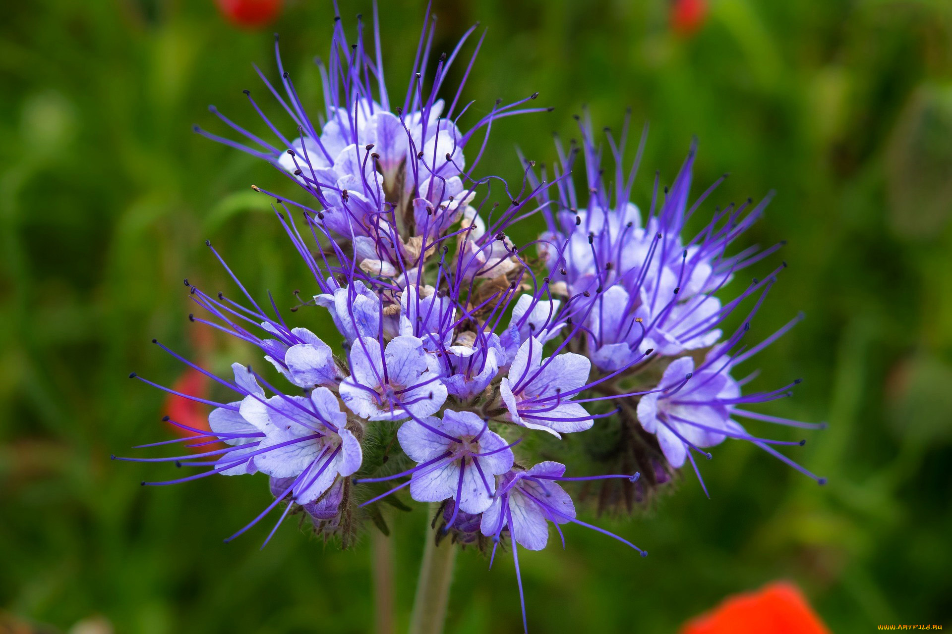 фацелия, цветы