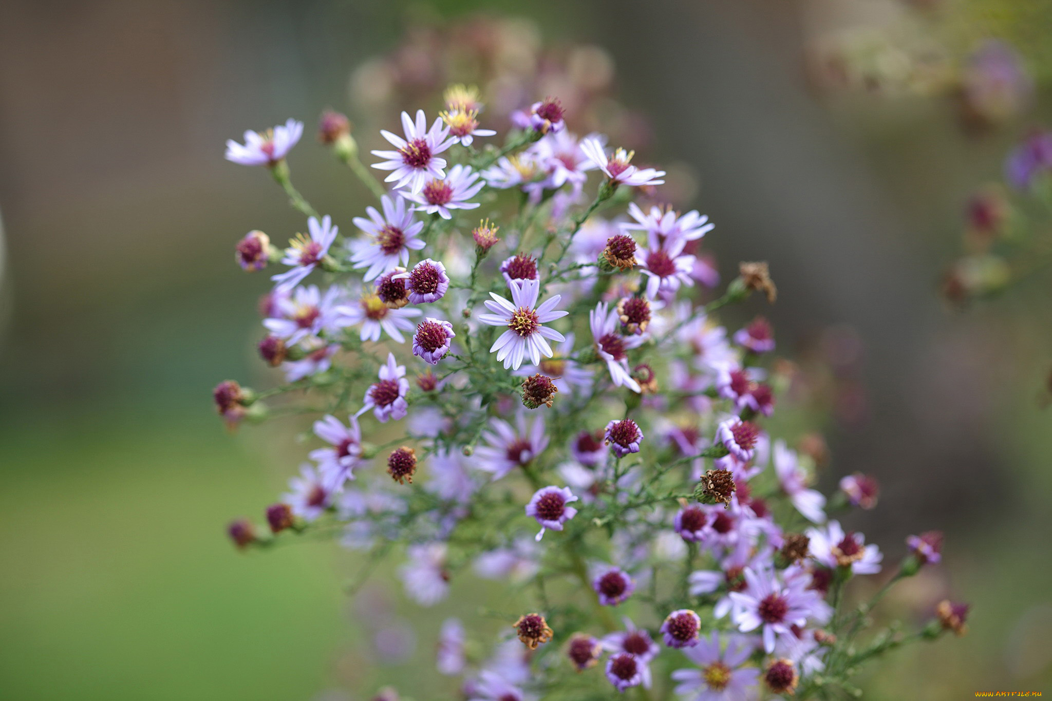 цветы, астры, осенние