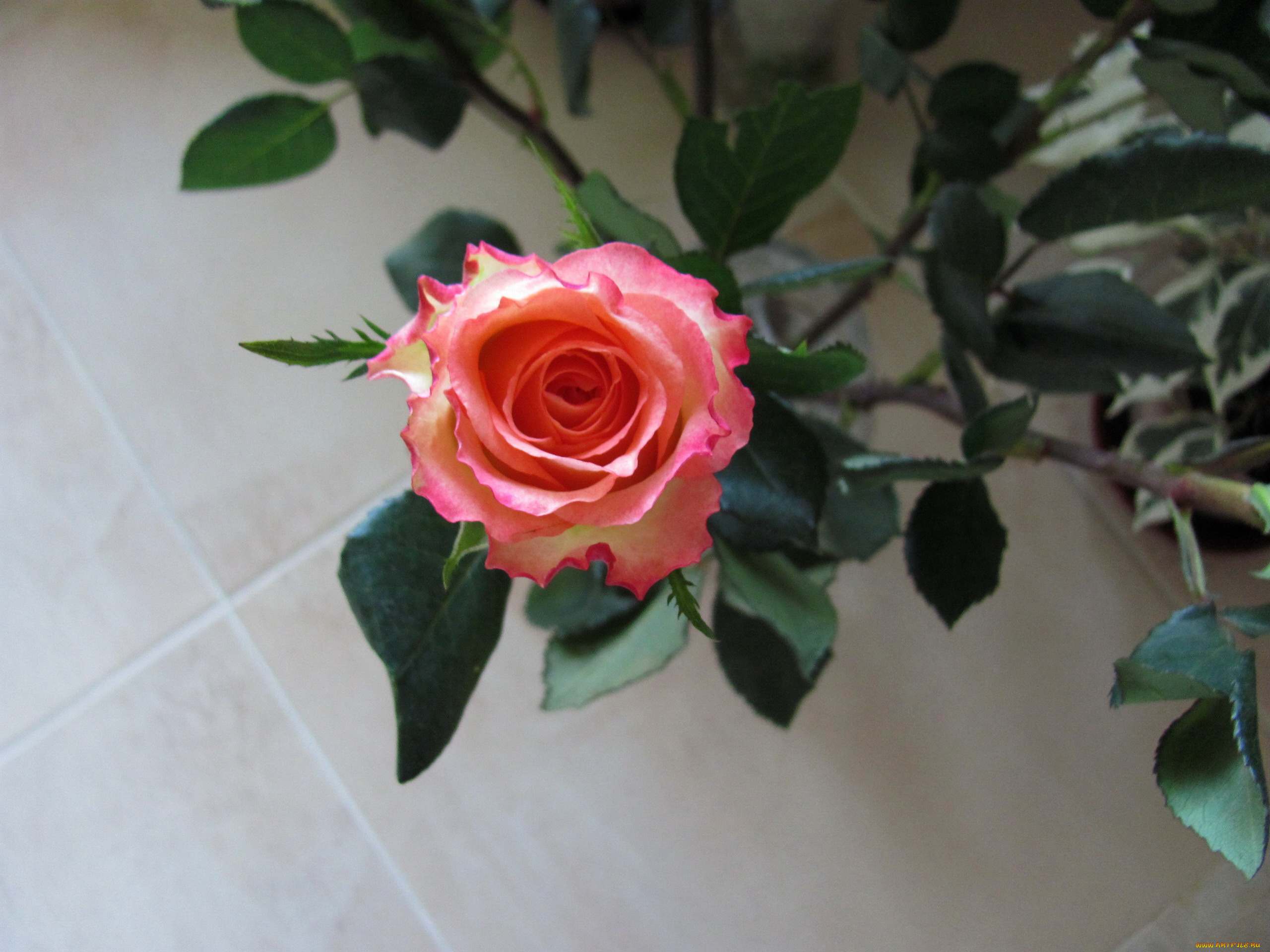 цветы, розы, бутон