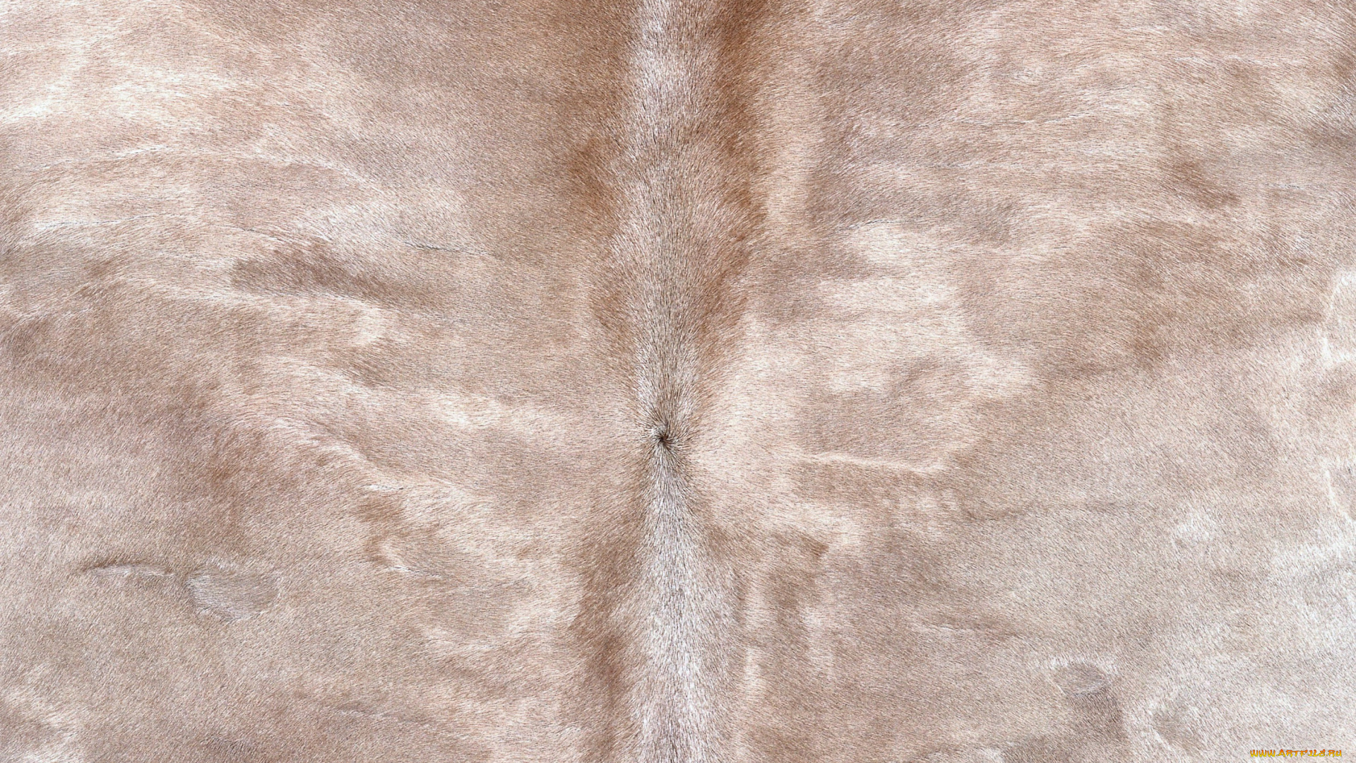 разное, текстуры, шкура