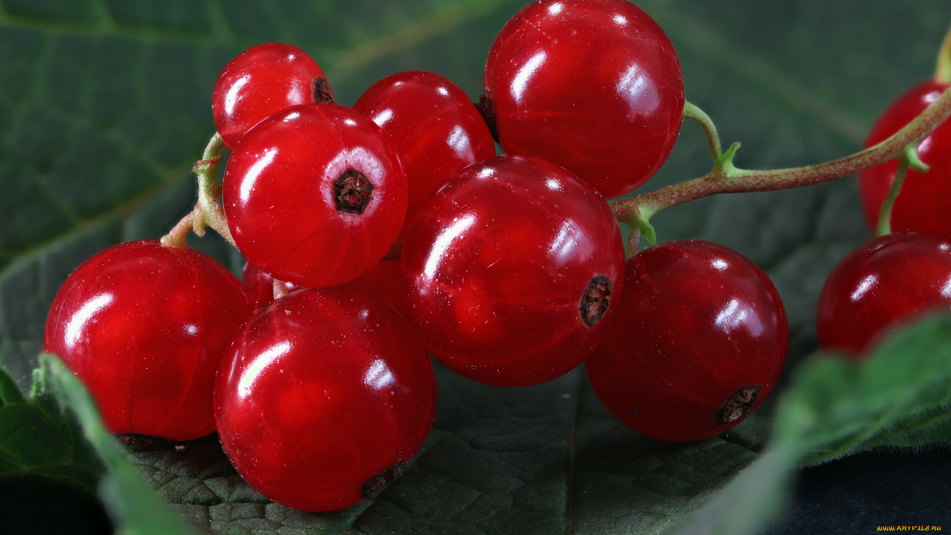 еда, смородина