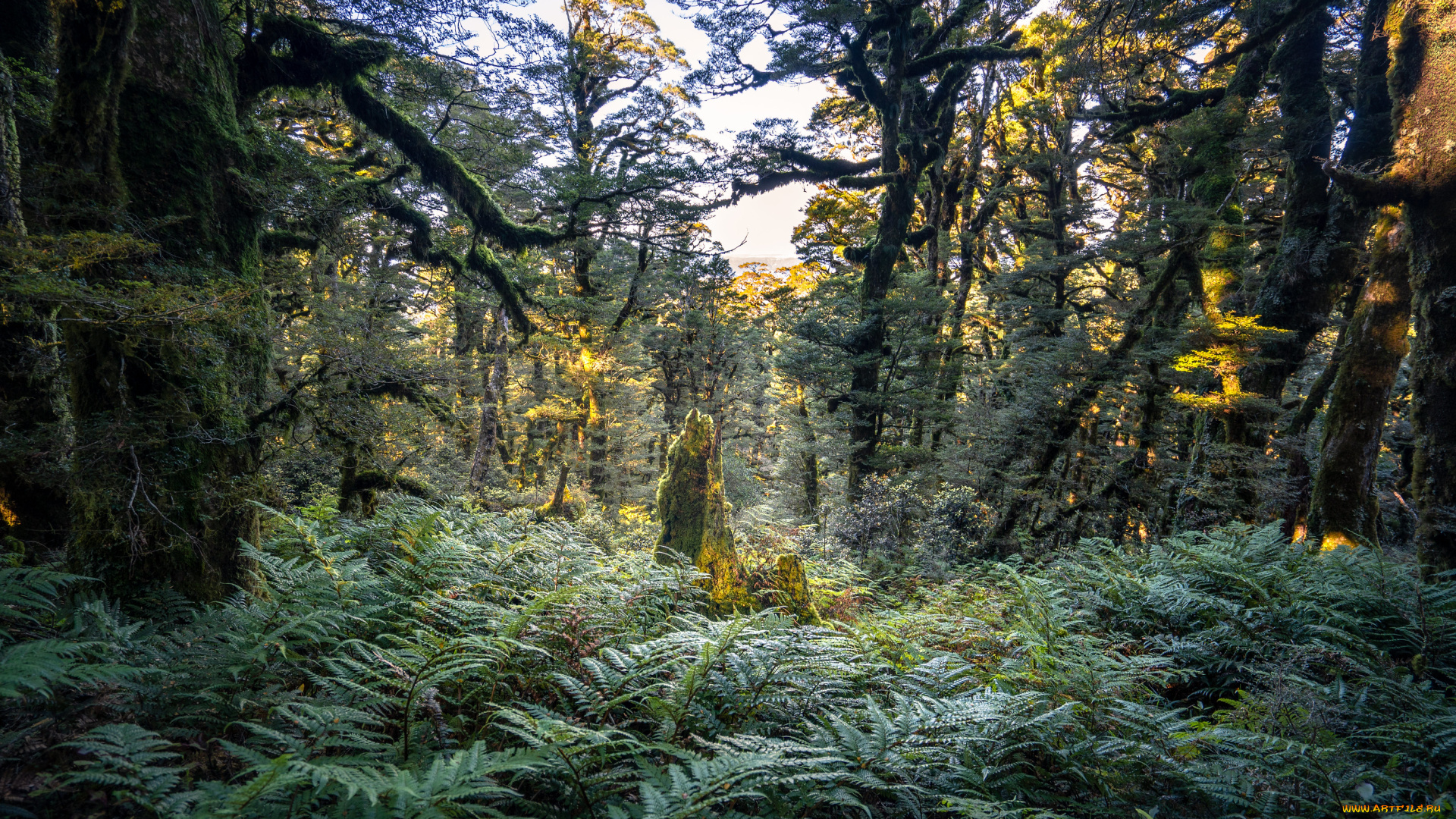 природа, лес