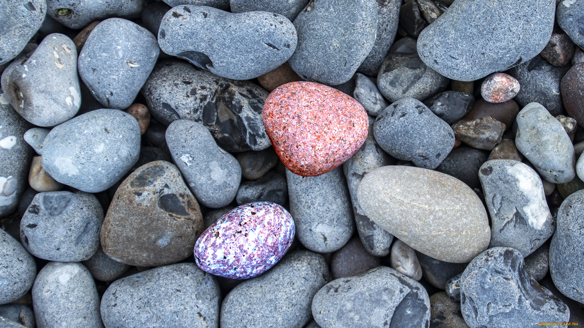 разное, ракушки, , кораллы, , декоративные, и, spa-камни, камни