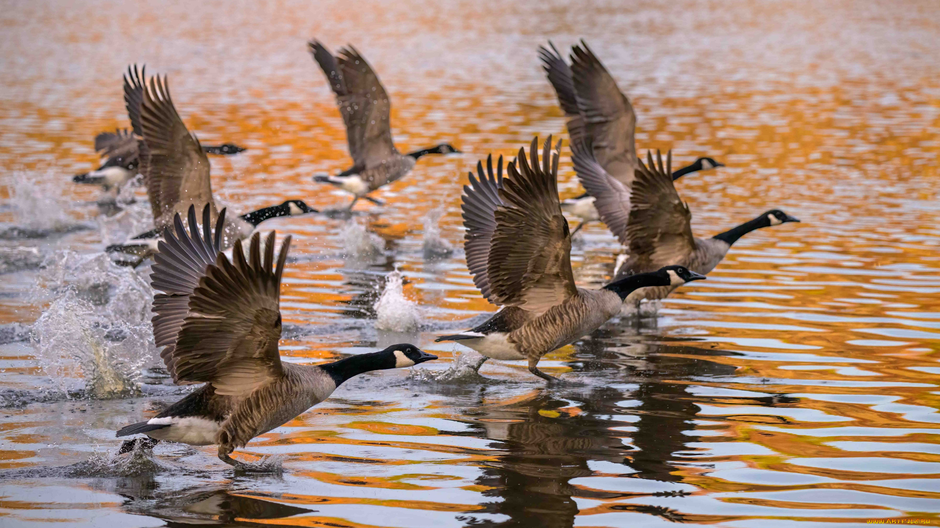 животные, гуси, канадский, гусь