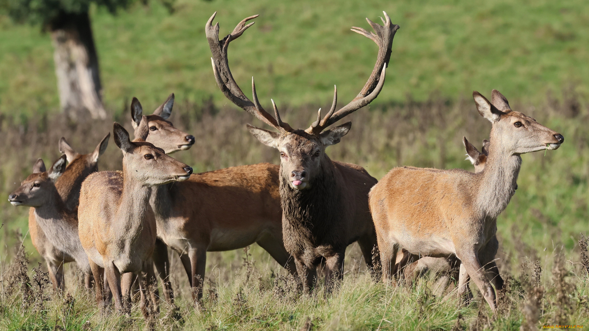 животные, олени