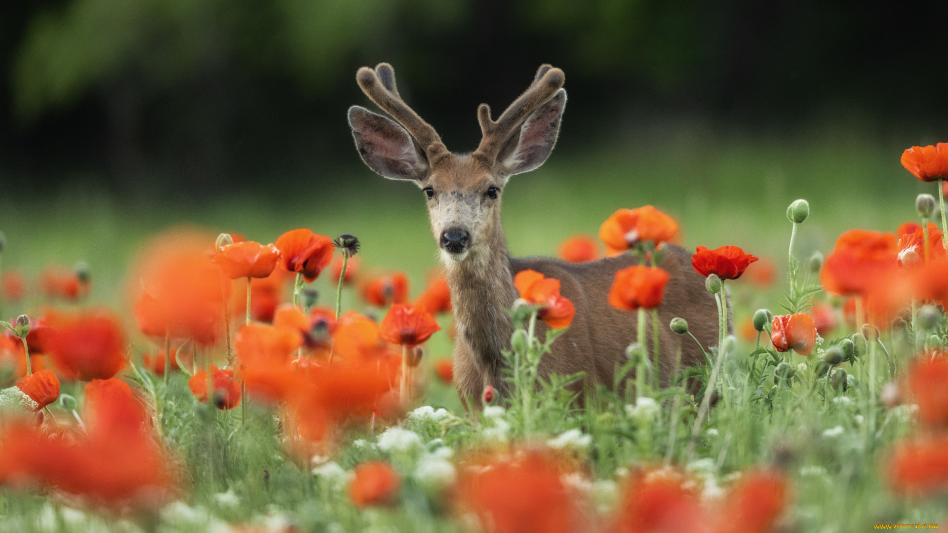животные, олени, оленёнок