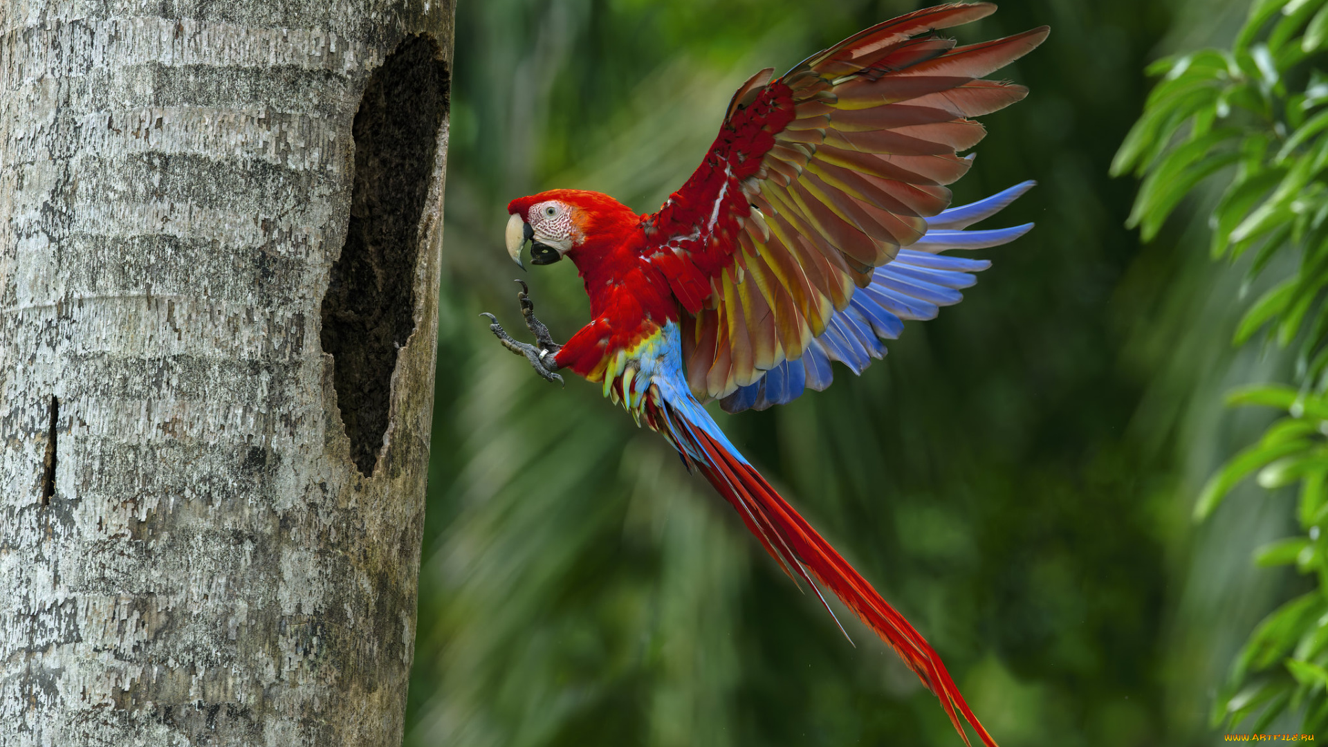 животные, попугаи, попугай