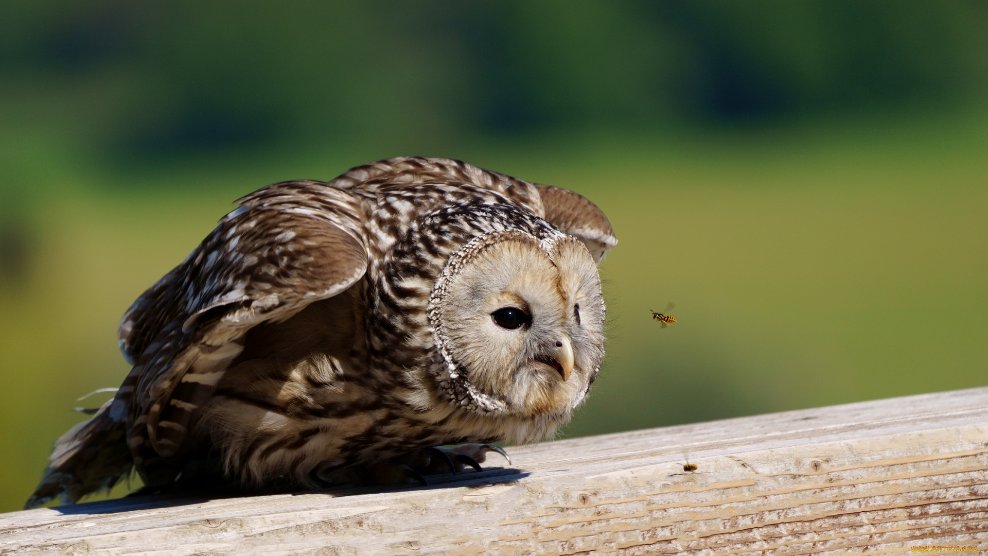 животные, разные, вместе, сова, пчела
