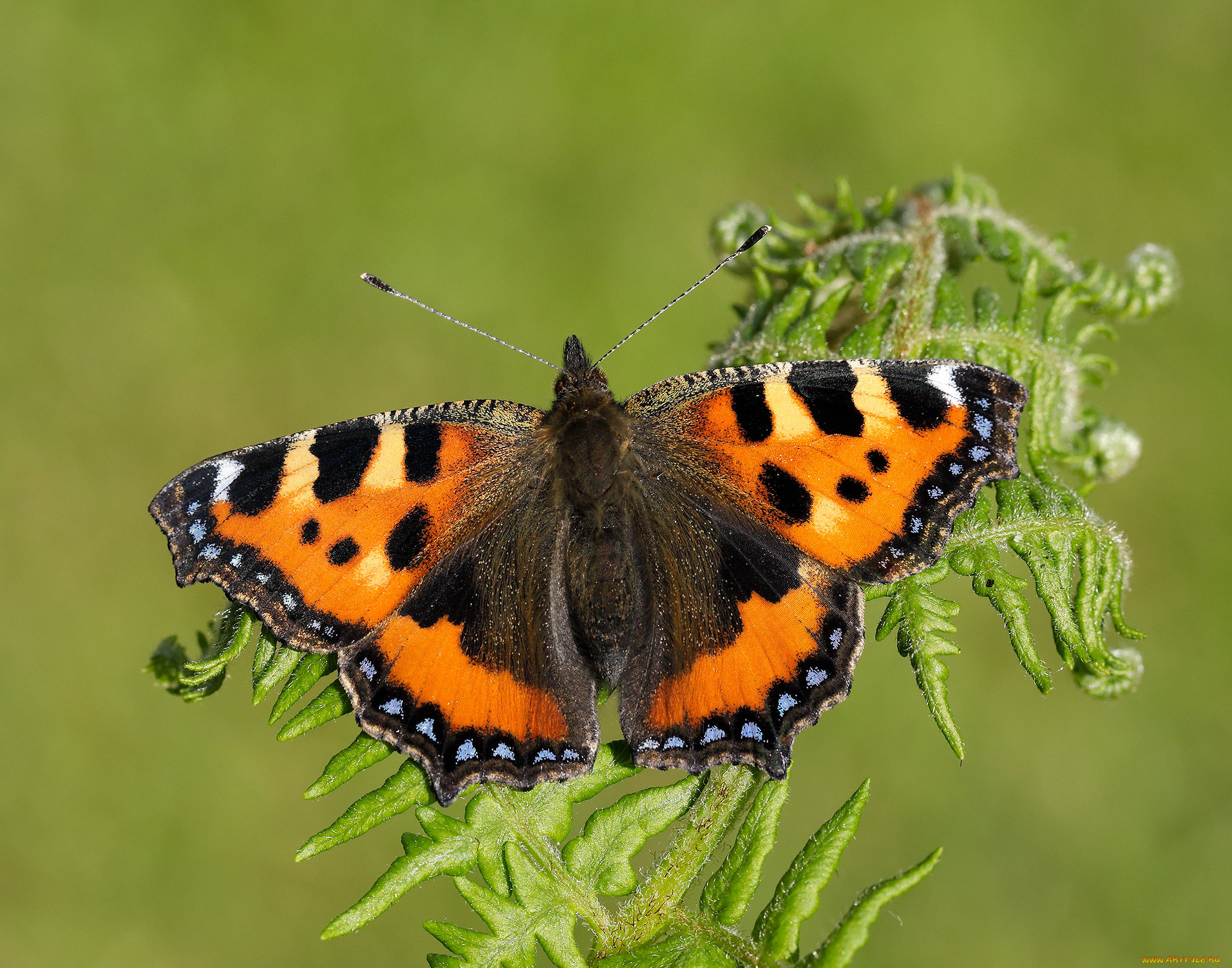 животные, бабочки, , мотыльки, , моли, бабочка