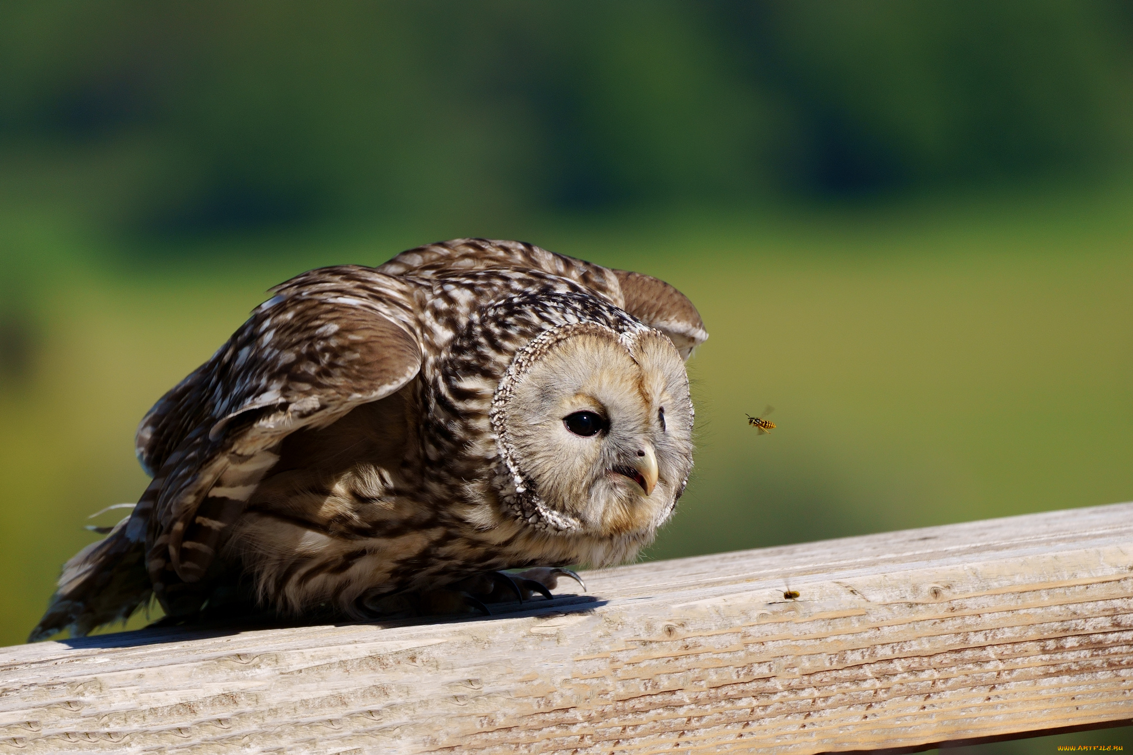 животные, разные, вместе, сова, пчела