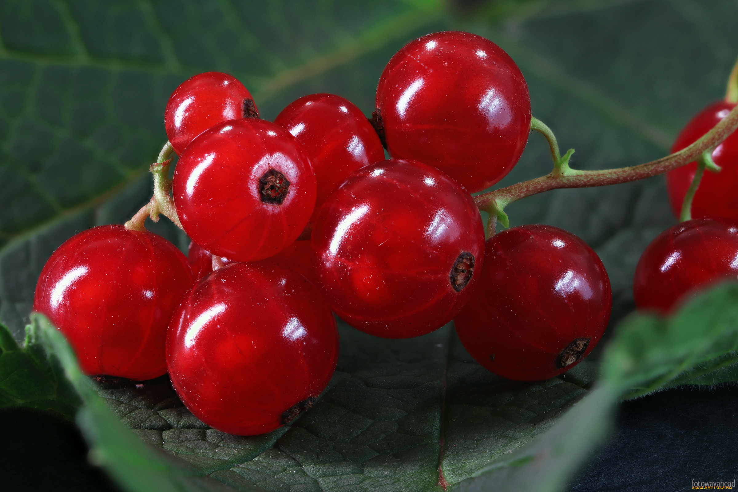 еда, смородина