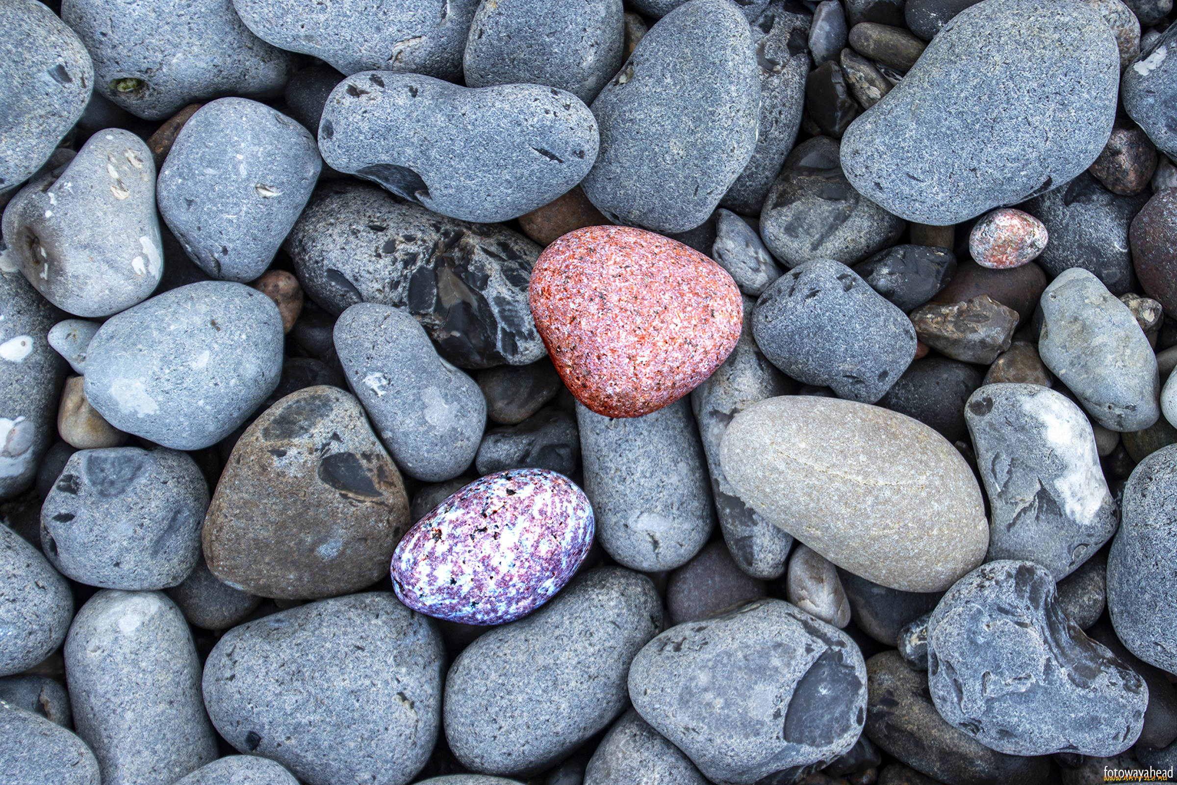 разное, ракушки, , кораллы, , декоративные, и, spa-камни, камни