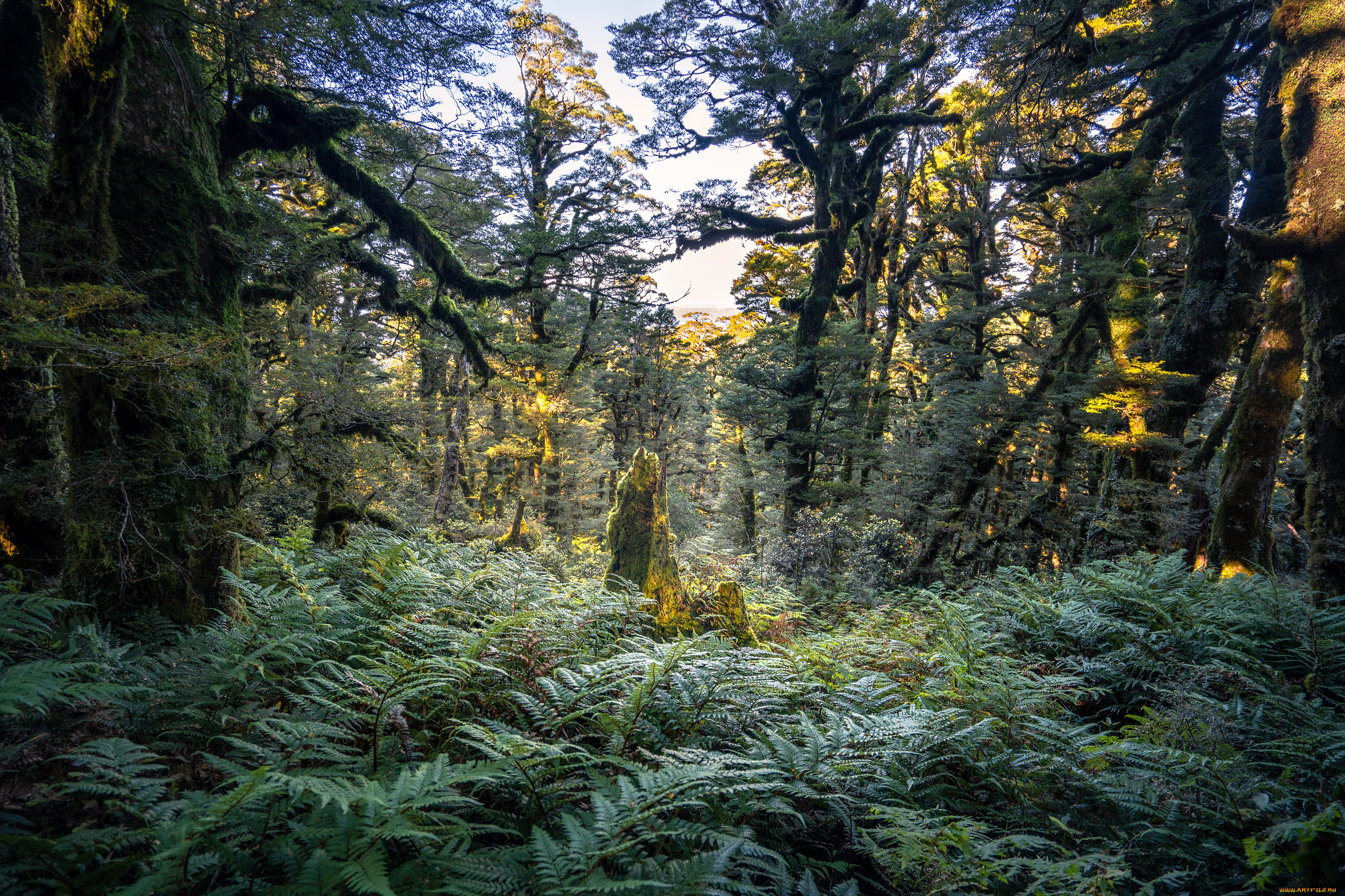 природа, лес