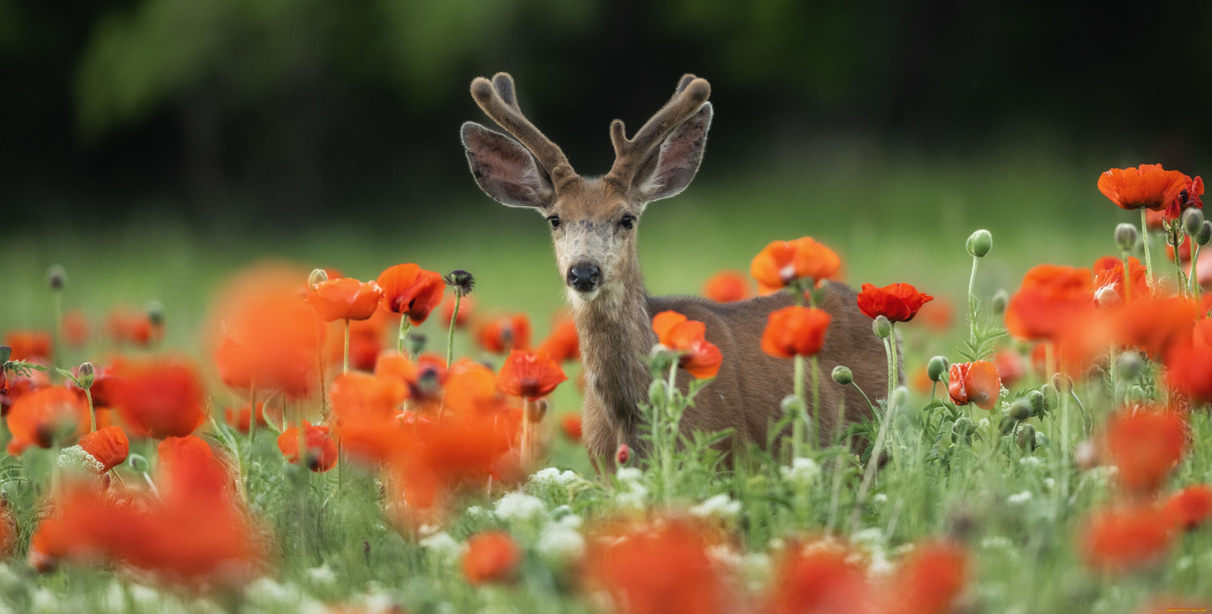 животные, олени, оленёнок