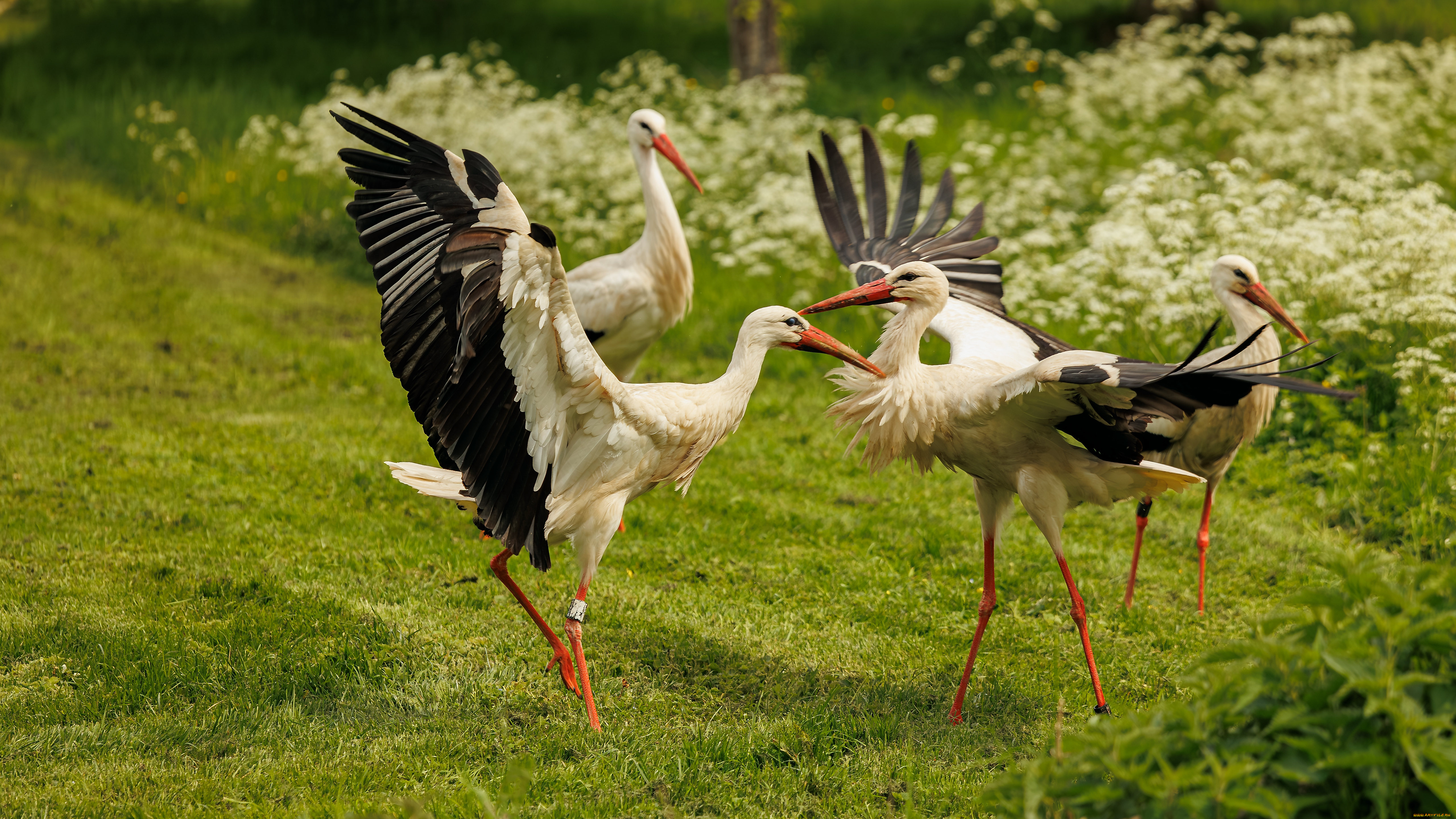 животные, аисты