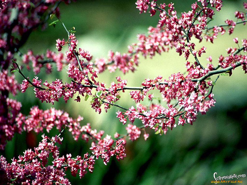 цветы, цветущие, деревья, кустарники