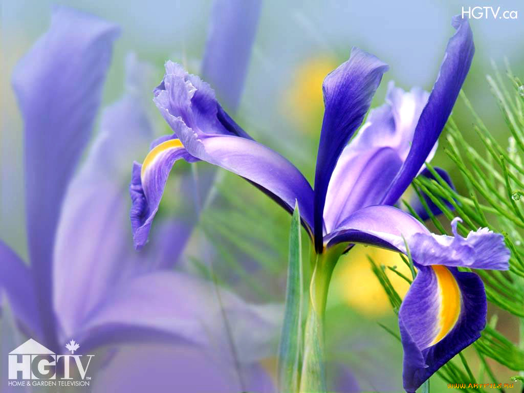цветы, ирисы